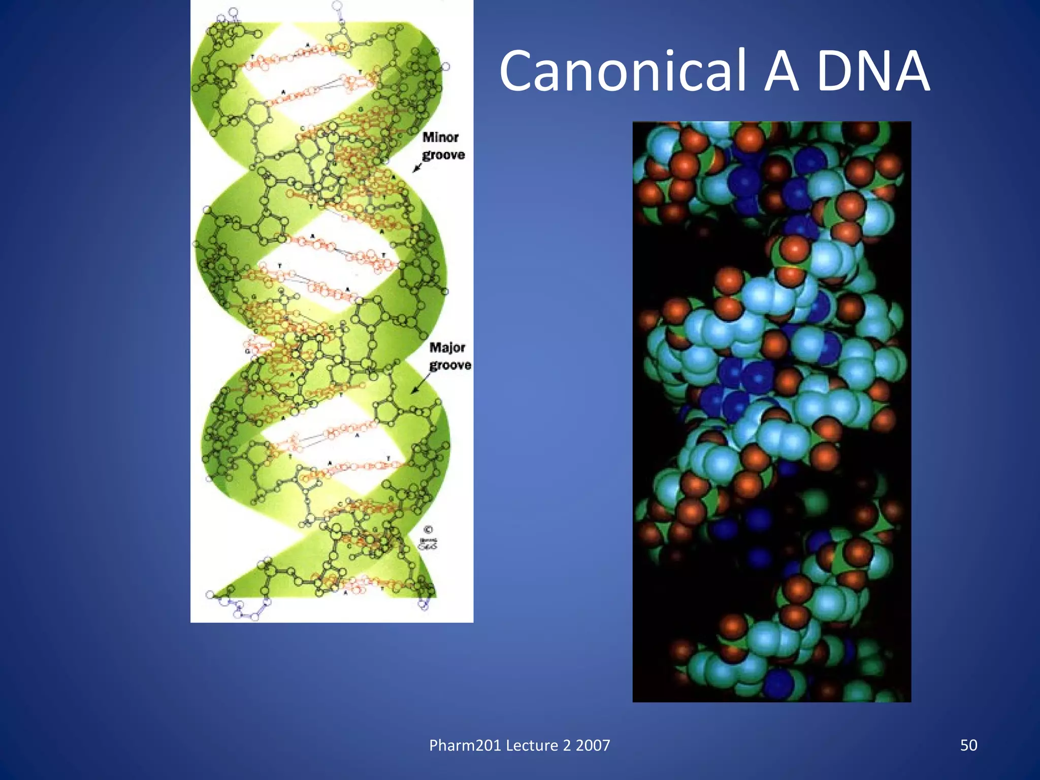 Pharm201 Lecture 2 2007 50
Canonical A DNA
 