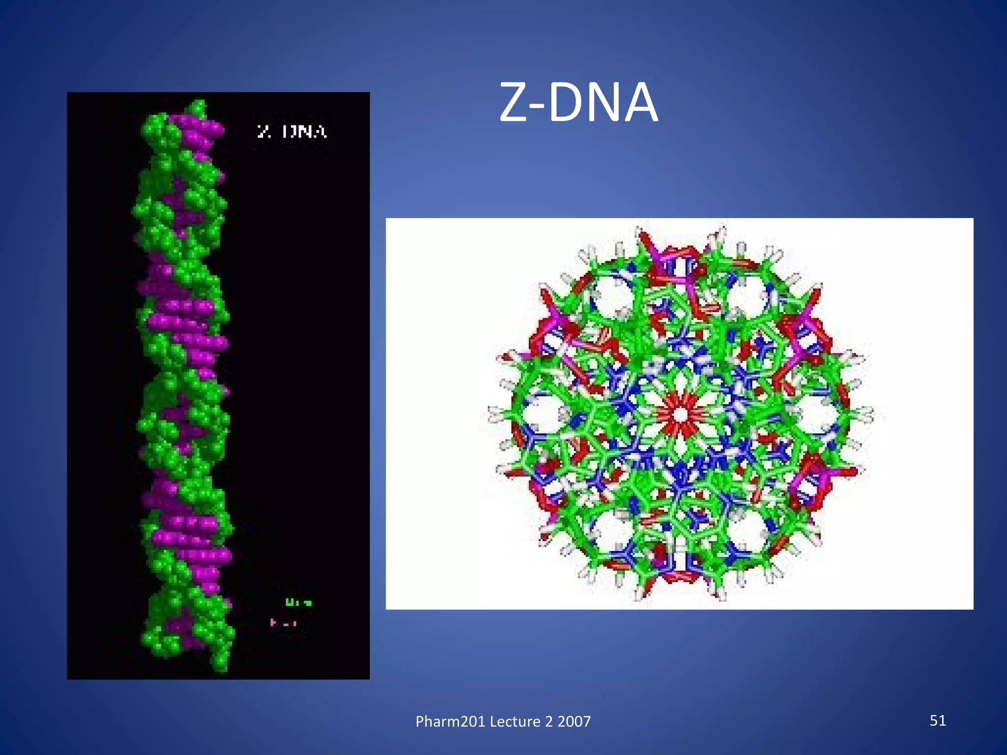 Pharm201 Lecture 2 2007 51
Z-DNA
 