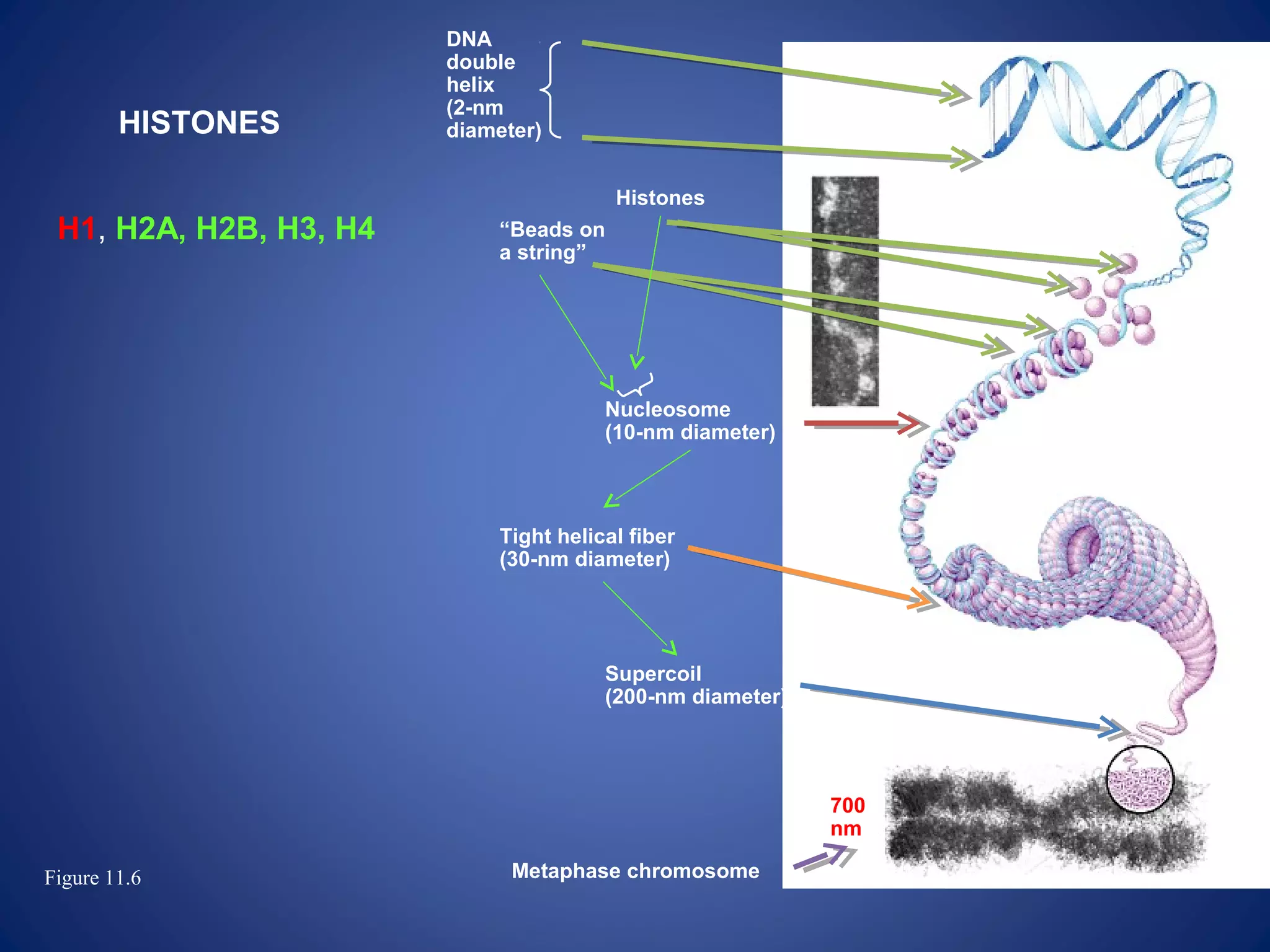 Figure 11.6
DNA
double
helix
(2-nm
diameter)
Metaphase chromosome
700
nm
Tight helical fiber
(30-nm diameter)
Nucleosome
(10-nm diameter)
Histones
“Beads on
a string”
Supercoil
(200-nm diameter)
HISTONES
H1, H2A, H2B, H3, H4
 