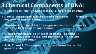 Structure of DNA new .pptx