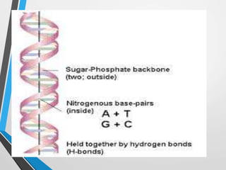 Structure of DNA replication & protein synthesis | PPT