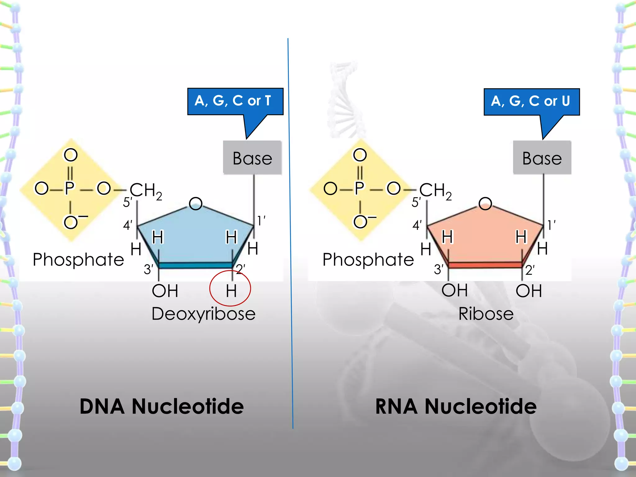 A, G, C or T

O

Base

O P
O–

O CH2
5′
4′

Phosphate

H

H
3′

A, G, C or U

O

Base

O P

O
H

1′

H

2′

OH
H
Deoxyribose

DNA Nucleotide

O CH2

O–

5′

4′

Phosphate

H

H
3′

O
H

1′

H

2′

OH
OH
Ribose

RNA Nucleotide

 