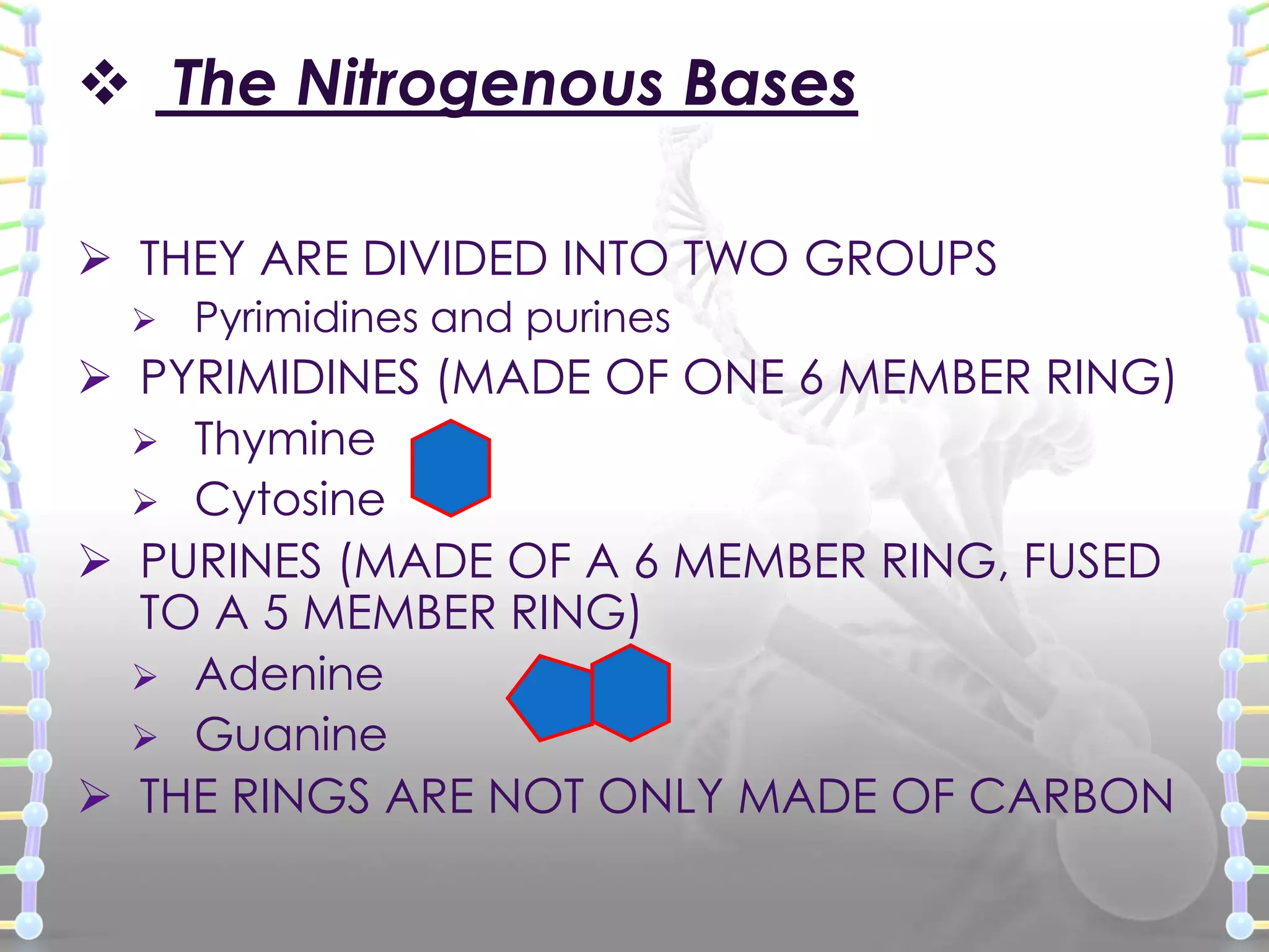  The Nitrogenous Bases
 THEY ARE DIVIDED INTO TWO GROUPS


Pyrimidines and purines

 PYRIMIDINES (MADE OF ONE 6 MEMBER RING)
 Thymine
 Cytosine
 PURINES (MADE OF A 6 MEMBER RING, FUSED
TO A 5 MEMBER RING)
 Adenine
 Guanine
 THE RINGS ARE NOT ONLY MADE OF CARBON

 