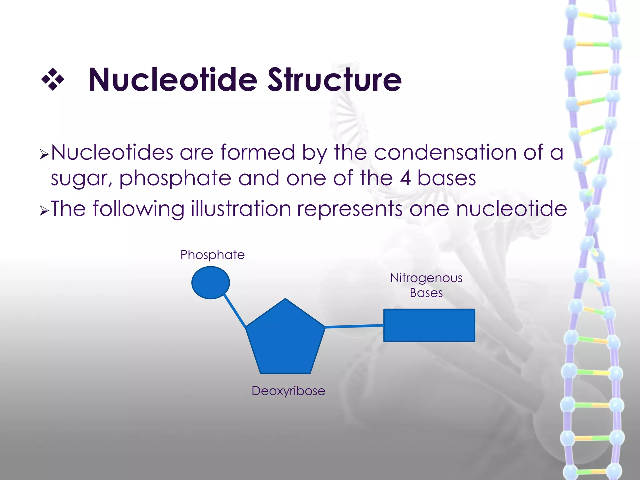  Nucleotide Structure
Nucleotides

are formed by the condensation of a
sugar, phosphate and one of the 4 bases
The following illustration represents one nucleotide
Phosphate
Nitrogenous
Bases

Deoxyribose

 