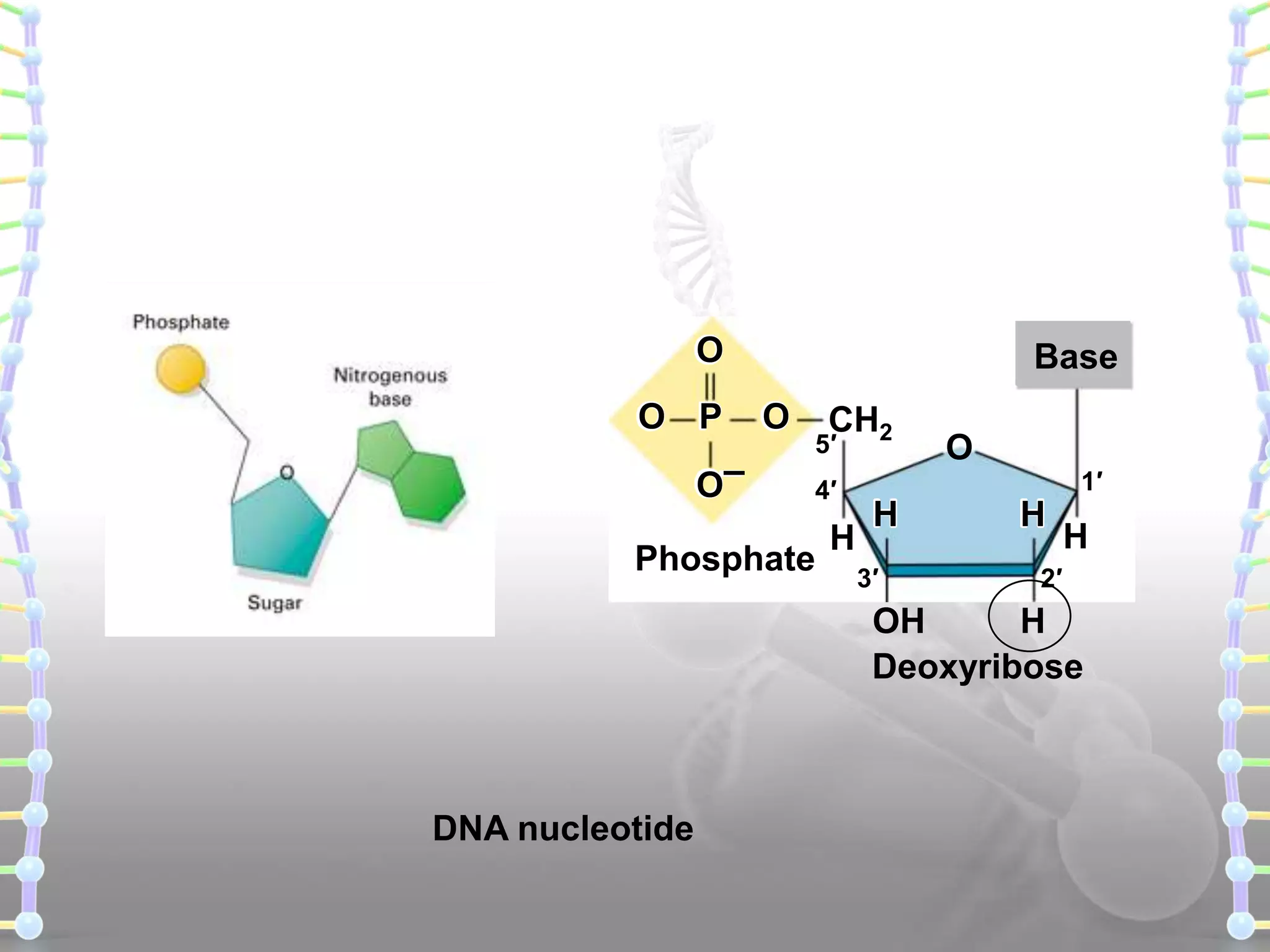 O
O P
O–

Base
O

CH2

5′
4′

Phosphate

H

H
3′

O

1′

H

H

2′

OH
H
Deoxyribose

DNA nucleotide

 
