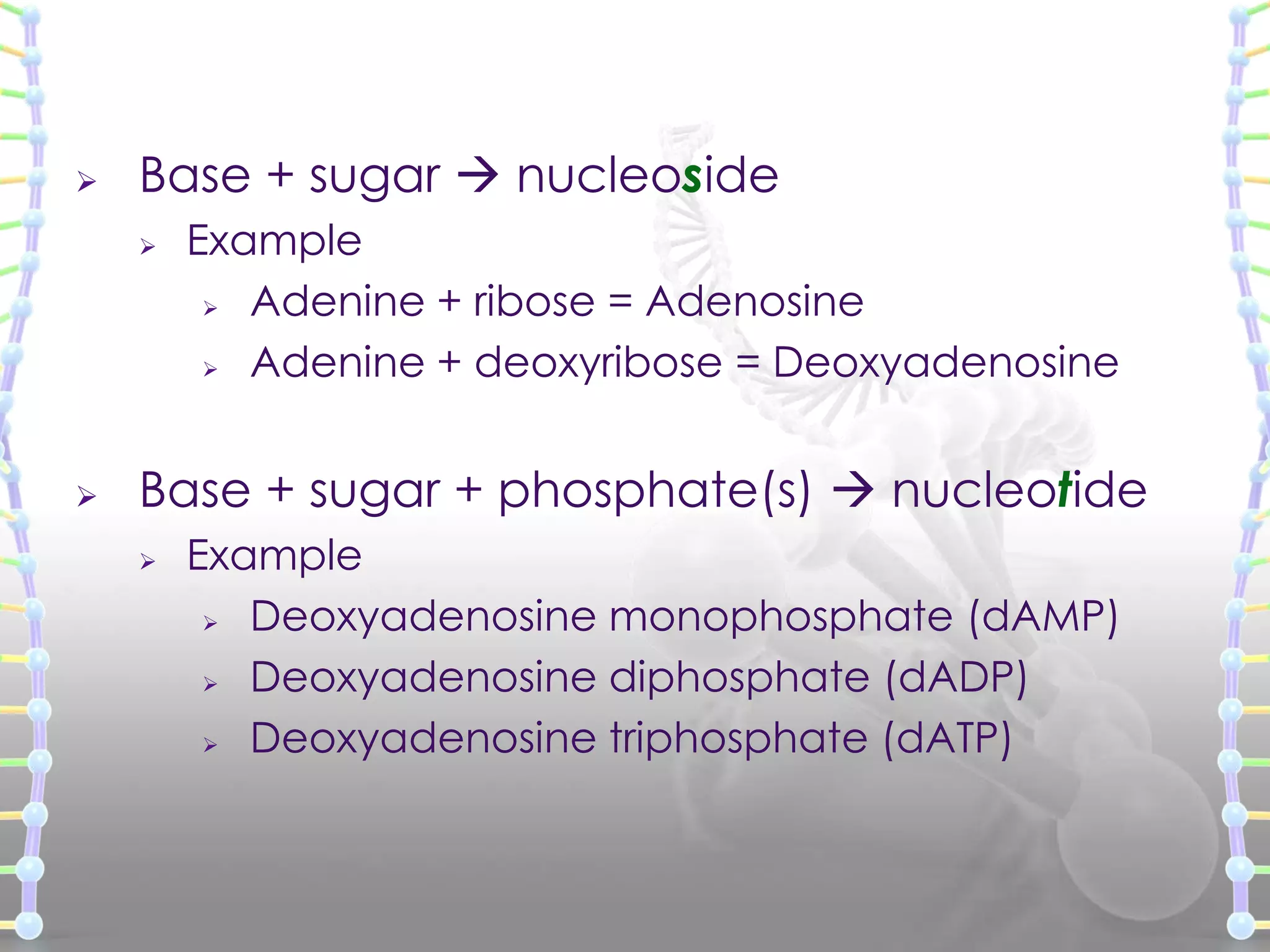 

Base + sugar  nucleoside




Example
 Adenine + ribose = Adenosine
 Adenine + deoxyribose = Deoxyadenosine

Base + sugar + phosphate(s)  nucleotide


Example
 Deoxyadenosine monophosphate (dAMP)
 Deoxyadenosine diphosphate (dADP)
 Deoxyadenosine triphosphate (dATP)

 