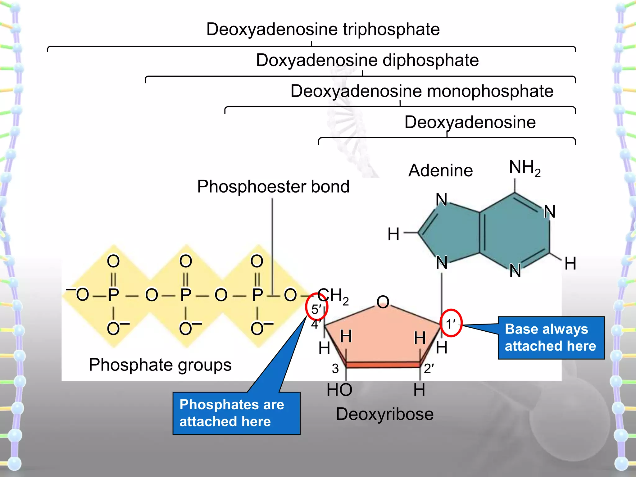 Deoxyadenosine triphosphate
Doxyadenosine diphosphate
Deoxyadenosine monophosphate
Deoxyadenosine
Adenine

Phosphoester bond

NH2

N

N

H
O
–O

P
O–

O
O

P

O
O

O–

P

N
O

O–

CH2

5′
4′

H

H
Phosphate groups
Phosphates are
attached here

3

N

O
H
2′

HO
H
Deoxyribose

1′

H

Base always
attached here

 
