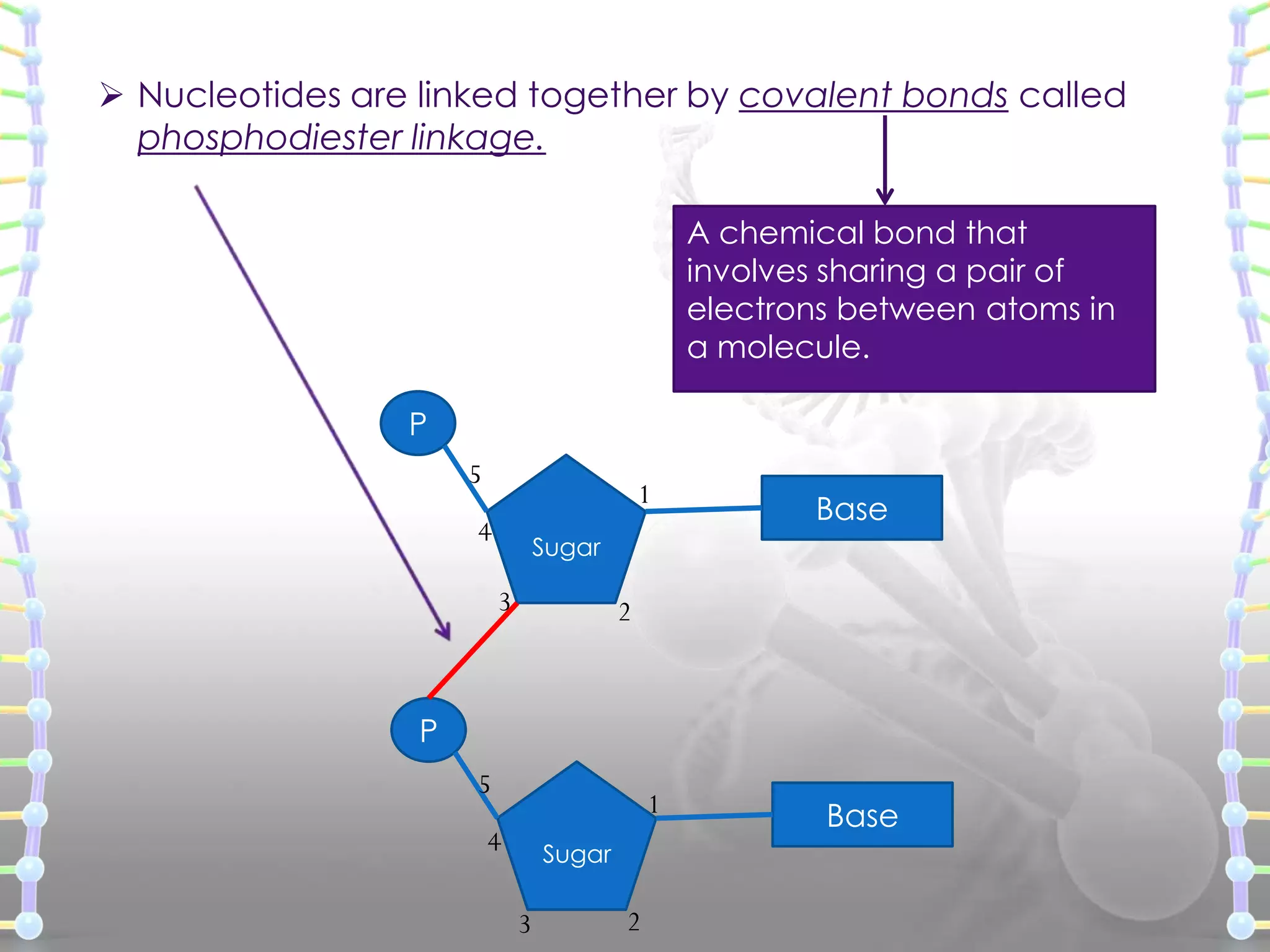  Nucleotides are linked together by covalent bonds called
phosphodiester linkage.
A chemical bond that
involves sharing a pair of
electrons between atoms in
a molecule.
P
5

1

4

Base

Sugar

3

2

P
5

1

4

Sugar

3

2

Base

 