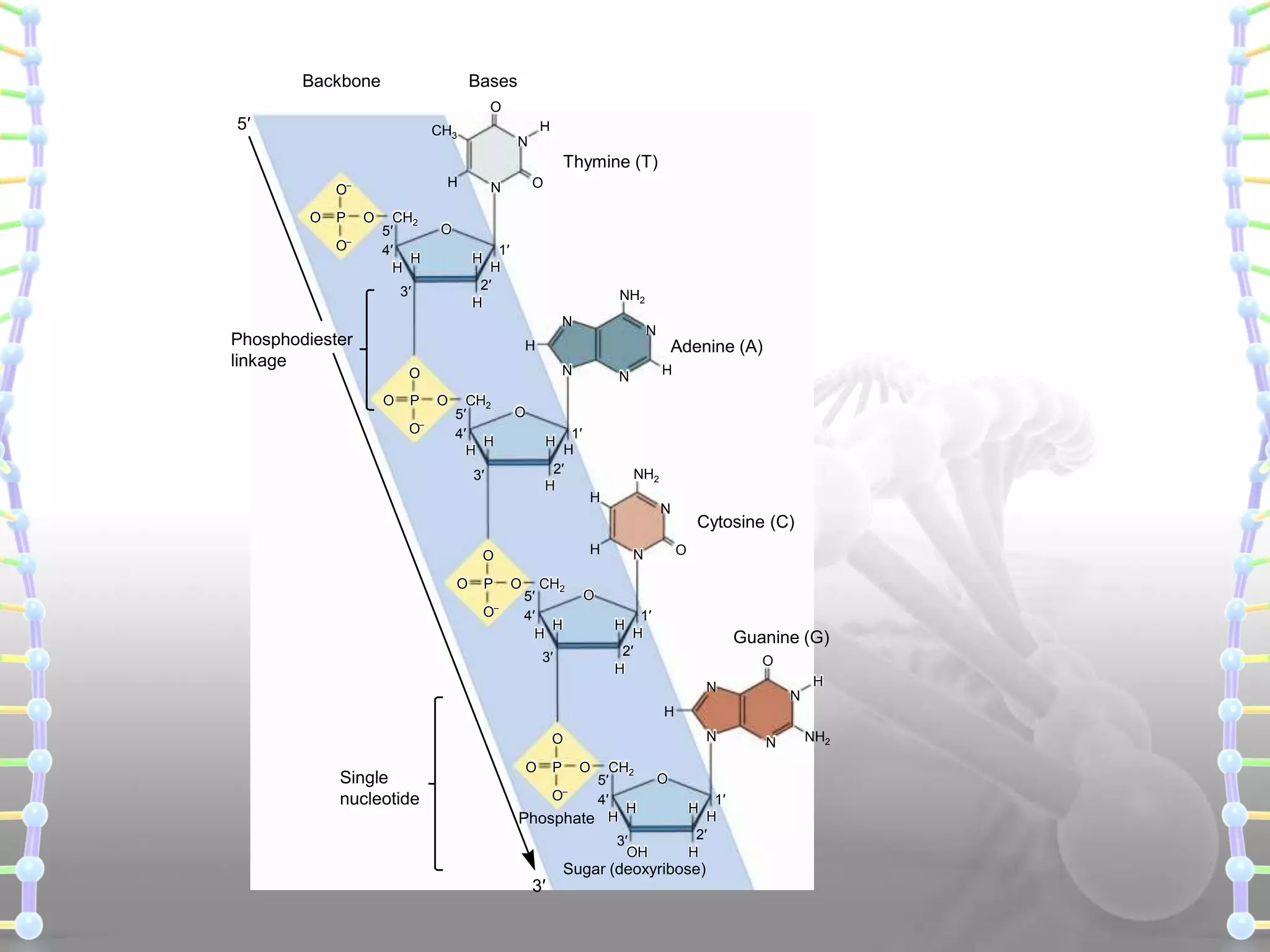 Backbone

Bases
O

5′

CH3

N

Thymine (T)
H

–

O
O

P

O
–

O

CH2
5′
4′
H
H

O

N

O
1′
H
2′
H
H

3′

NH2
N

Phosphodiester
linkage

N

Adenine (A)

H
N

O
O

P

O–

O

CH2
5′
4′
H
H

O
1′
H
2′
H
H

3′

P

O
–

O

NH2
H

N

H

O
O

N

CH2
5′
4′
H
H

Cytosine (C)
O

N

O
1′
H
2′
H
H

3′

Guanine (G)
O
H

N

N

H
N

O

Single
nucleotide

O

P

O

CH2
5′
O
4′
H
Phosphate H
–

3′
OH

3′

O
1′
H
2′
H
H

Sugar (deoxyribose)

N

NH2

 