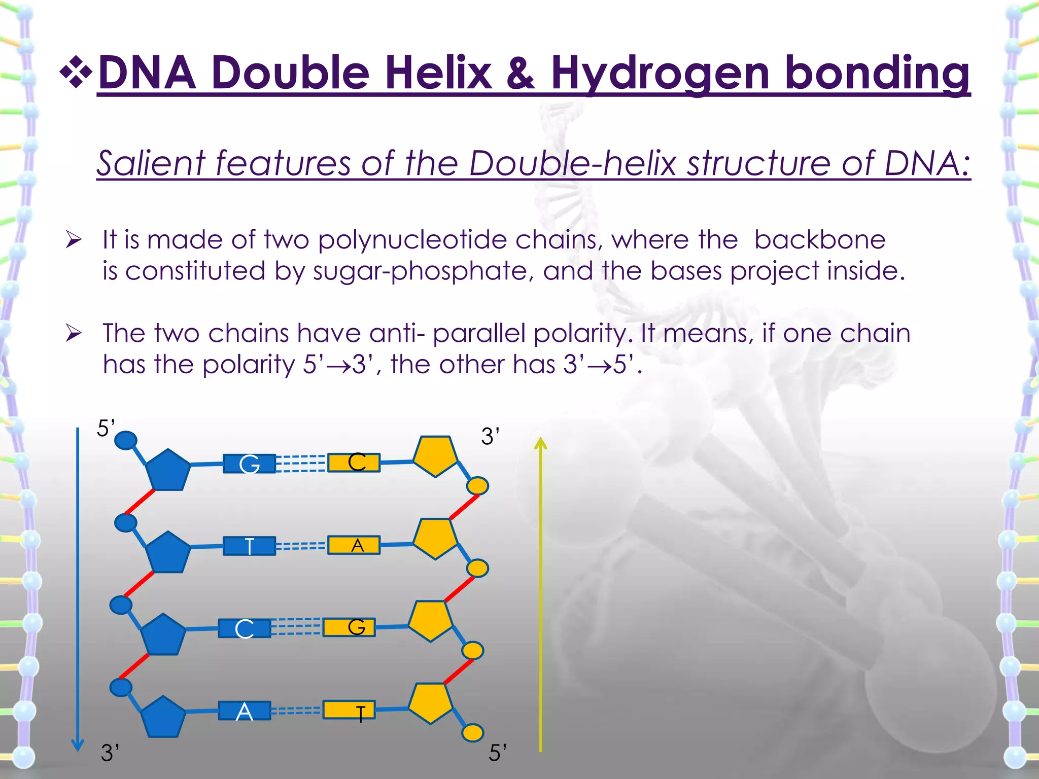 DNA Double Helix & Hydrogen bonding
Salient features of the Double-helix structure of DNA:
 It is made of two polynucleotide chains, where the backbone
is constituted by sugar-phosphate, and the bases project inside.
 The two chains have anti- parallel polarity. It means, if one chain
has the polarity 5’ 3’, the other has 3’ 5’.
5’

G
T

A

C

G

A
3’

C

3’

T
5’

 