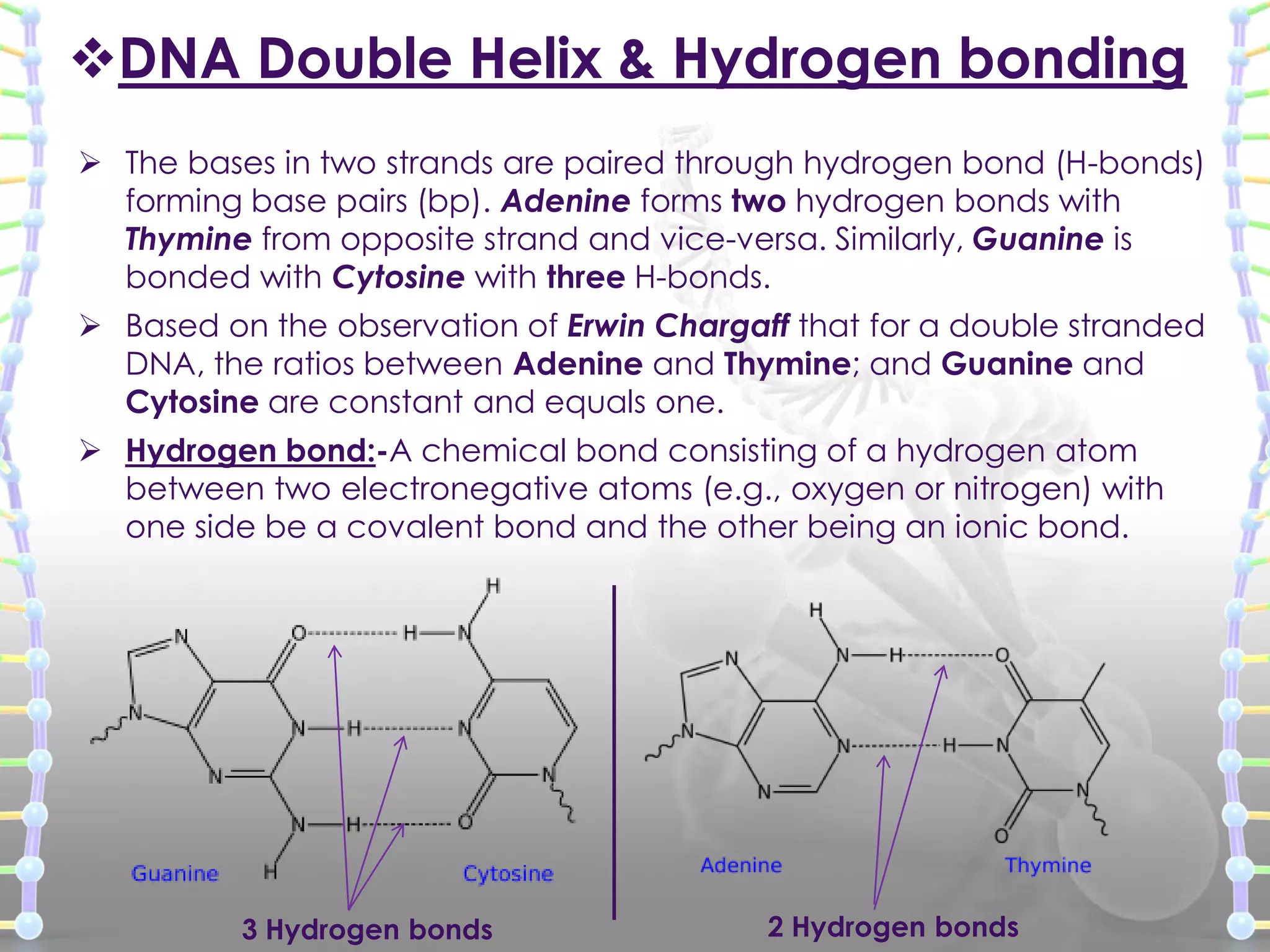 DNA Double Helix & Hydrogen bonding
 The bases in two strands are paired through hydrogen bond (H-bonds)
forming base pairs (bp). Adenine forms two hydrogen bonds with
Thymine from opposite strand and vice-versa. Similarly, Guanine is
bonded with Cytosine with three H-bonds.
 Based on the observation of Erwin Chargaff that for a double stranded
DNA, the ratios between Adenine and Thymine; and Guanine and
Cytosine are constant and equals one.
 Hydrogen bond:-A chemical bond consisting of a hydrogen atom
between two electronegative atoms (e.g., oxygen or nitrogen) with
one side be a covalent bond and the other being an ionic bond.

3 Hydrogen bonds

2 Hydrogen bonds

 