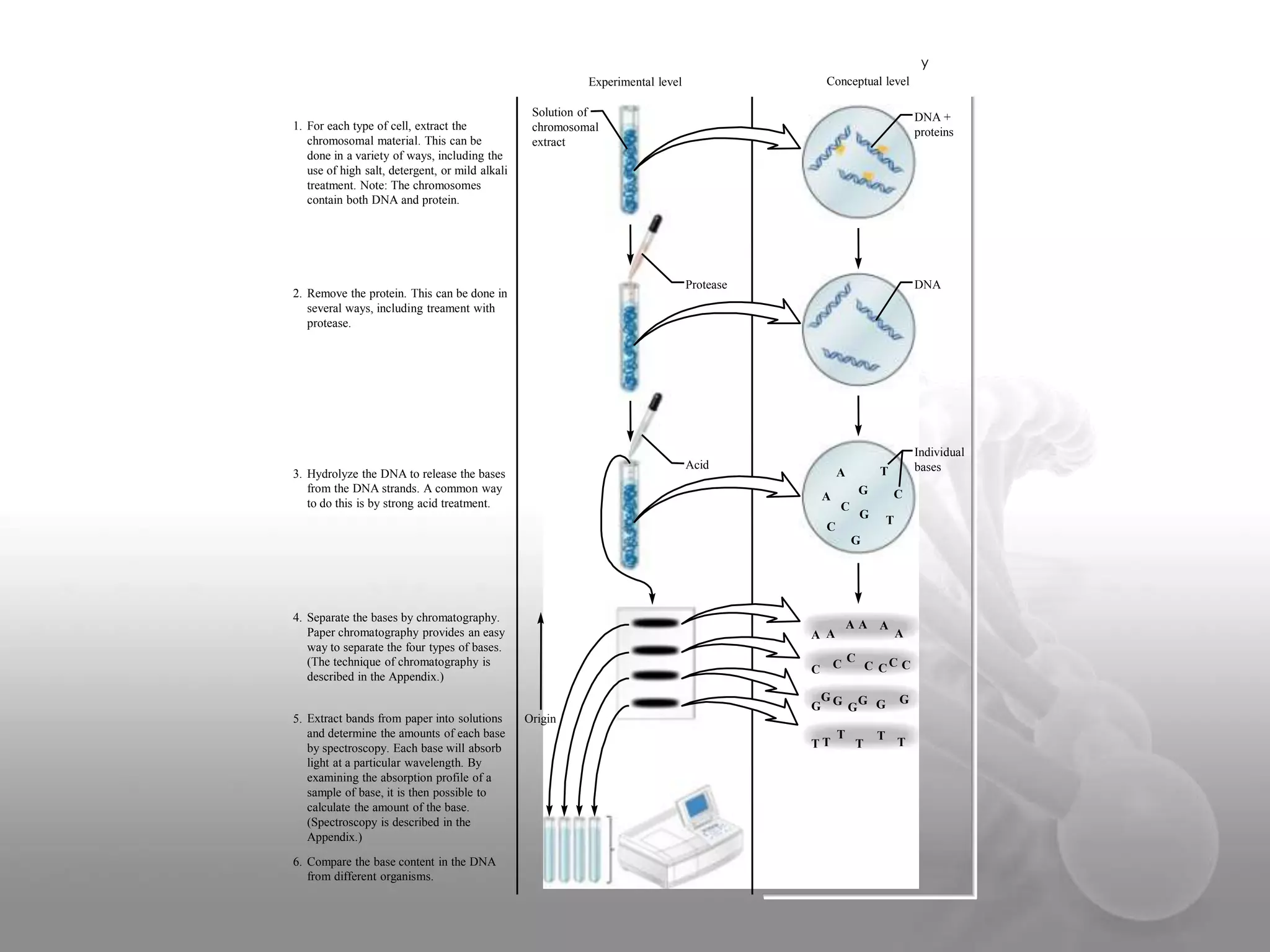 y
Conceptual level

Experimental level

1. For each type of cell, extract the
chromosomal material. This can be
done in a variety of ways, including the
use of high salt, detergent, or mild alkali
treatment. Note: The chromosomes
contain both DNA and protein.

Solution of
chromosomal
extract

DNA +
proteins

Protease

2. Remove the protein. This can be done in
several ways, including treament with
protease.

DNA

Acid

3. Hydrolyze the DNA to release the bases
from the DNA strands. A common way
to do this is by strong acid treatment.

G

A

Individual
bases

T

A
C

C

G

T

C
G

4. Separate the bases by chromatography.
Paper chromatography provides an easy
way to separate the four types of bases.
(The technique of chromatography is
described in the Appendix.)

AA

A A
C

C

C

A

C CC C

G
G G GG G
5. Extract bands from paper into solutions
and determine the amounts of each base
by spectroscopy. Each base will absorb
light at a particular wavelength. By
examining the absorption profile of a
sample of base, it is then possible to
calculate the amount of the base.
(Spectroscopy is described in the
Appendix.)
6. Compare the base content in the DNA
from different organisms.

A

G

Origin
TT

T

T

T

T

 