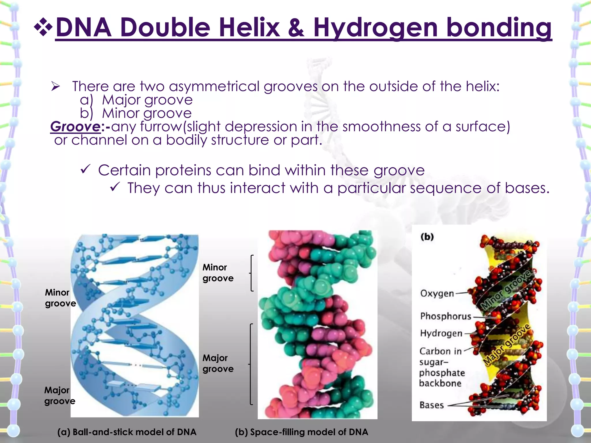 DNA Double Helix & Hydrogen bonding
 There are two asymmetrical grooves on the outside of the helix:
a) Major groove
b) Minor groove
Groove:-any furrow(slight depression in the smoothness of a surface)
or channel on a bodily structure or part.

 Certain proteins can bind within these groove
 They can thus interact with a particular sequence of bases.

Minor
groove
Minor
groove

Major
groove

Major
groove
(a) Ball-and-stick model of DNA

(b) Space-filling model of DNA

 