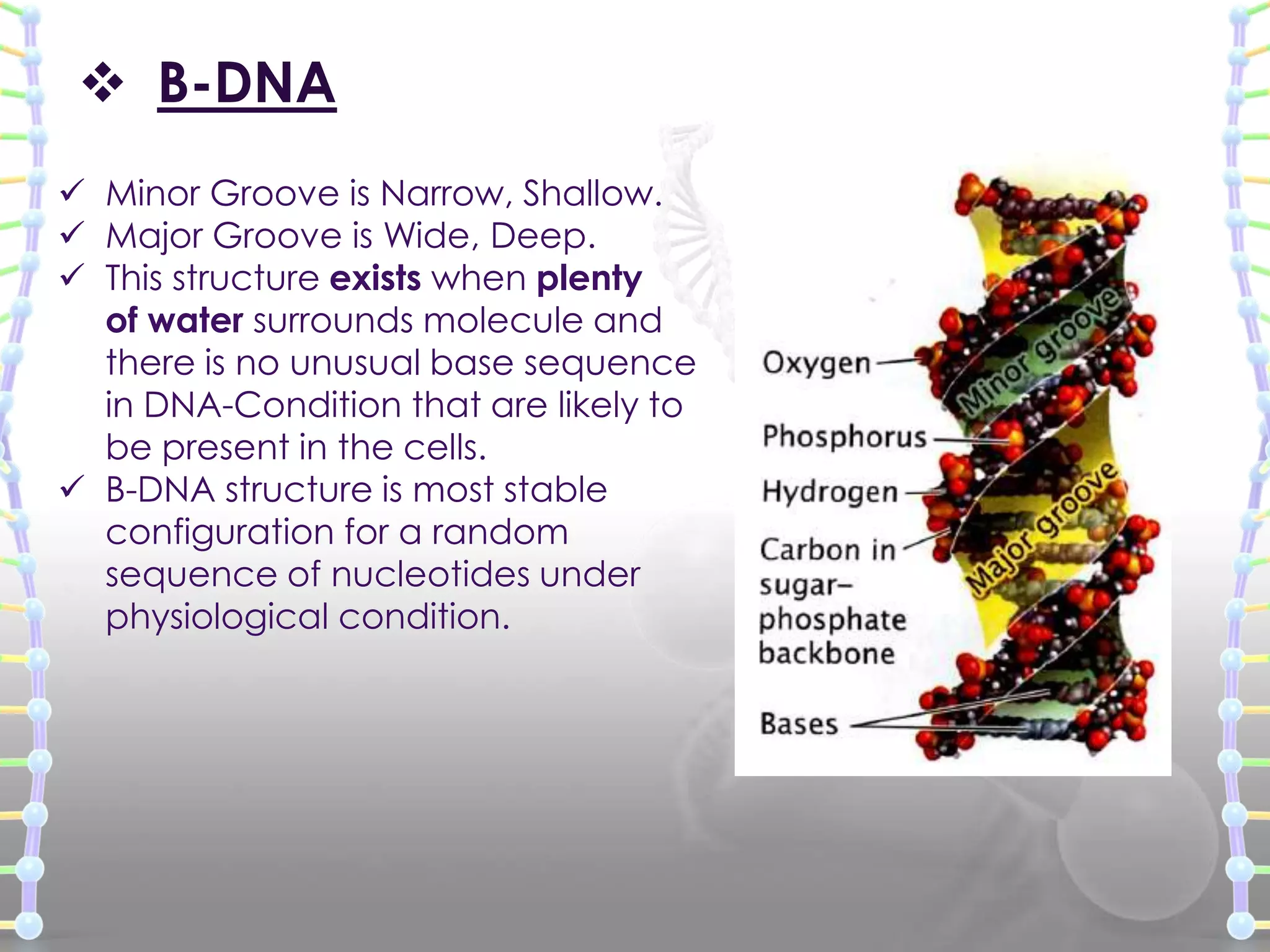 B-DNA
 Minor Groove is Narrow, Shallow.
 Major Groove is Wide, Deep.
 This structure exists when plenty
of water surrounds molecule and
there is no unusual base sequence
in DNA-Condition that are likely to
be present in the cells.
 B-DNA structure is most stable
configuration for a random
sequence of nucleotides under
physiological condition.

 