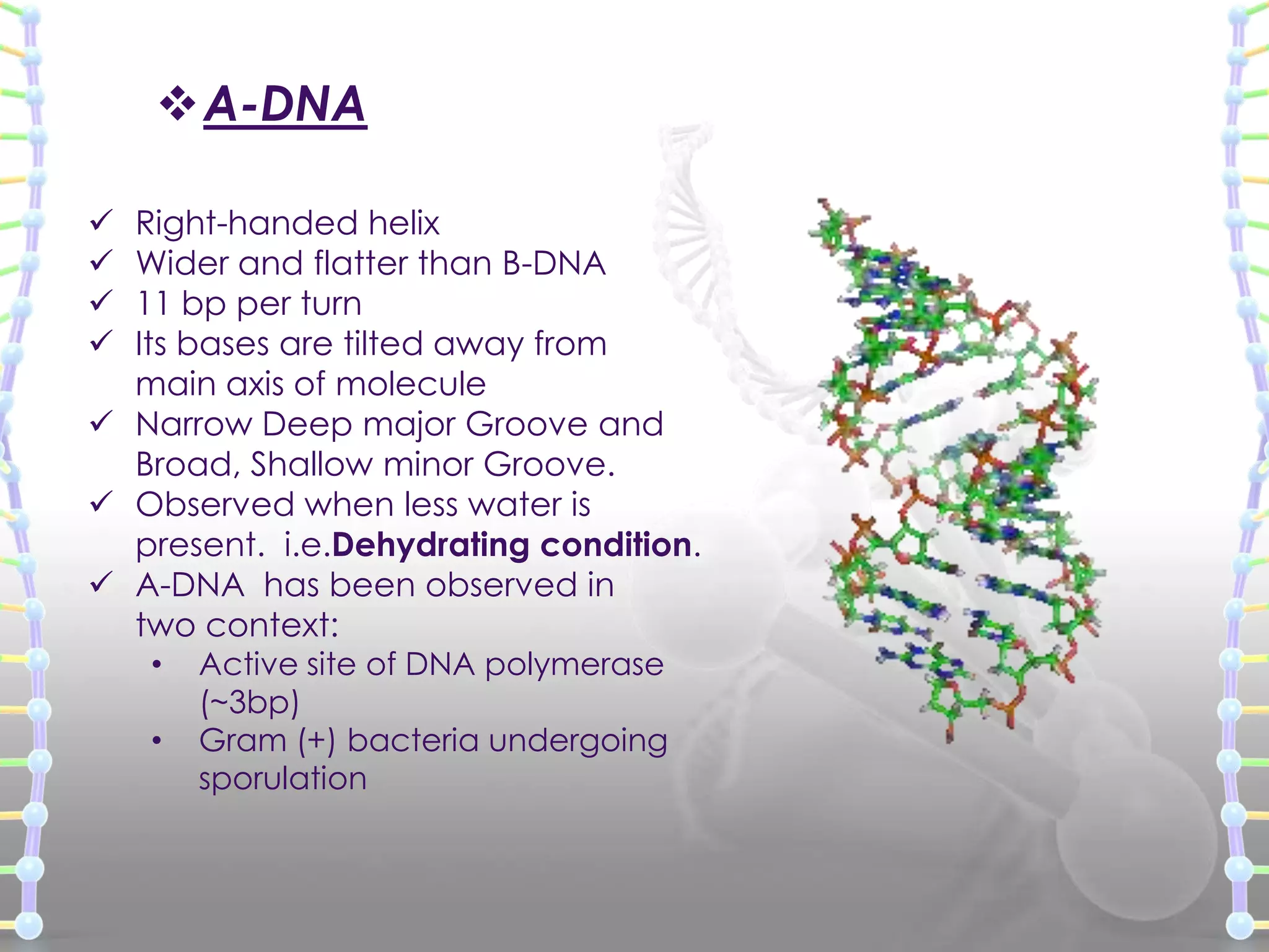 A-DNA
Right-handed helix
Wider and flatter than B-DNA
11 bp per turn
Its bases are tilted away from
main axis of molecule
 Narrow Deep major Groove and
Broad, Shallow minor Groove.
 Observed when less water is
present. i.e.Dehydrating condition.
 A-DNA has been observed in
two context:





•
•

Active site of DNA polymerase
(~3bp)
Gram (+) bacteria undergoing
sporulation

 