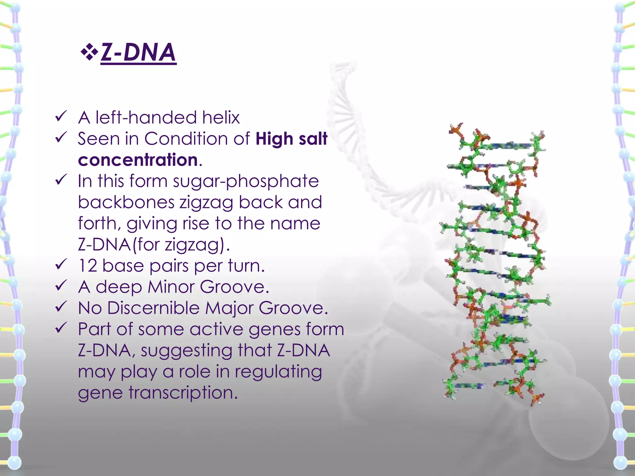 Z-DNA
 A left-handed helix
 Seen in Condition of High salt
concentration.
 In this form sugar-phosphate
backbones zigzag back and
forth, giving rise to the name
Z-DNA(for zigzag).
 12 base pairs per turn.
 A deep Minor Groove.
 No Discernible Major Groove.
 Part of some active genes form
Z-DNA, suggesting that Z-DNA
may play a role in regulating
gene transcription.

 