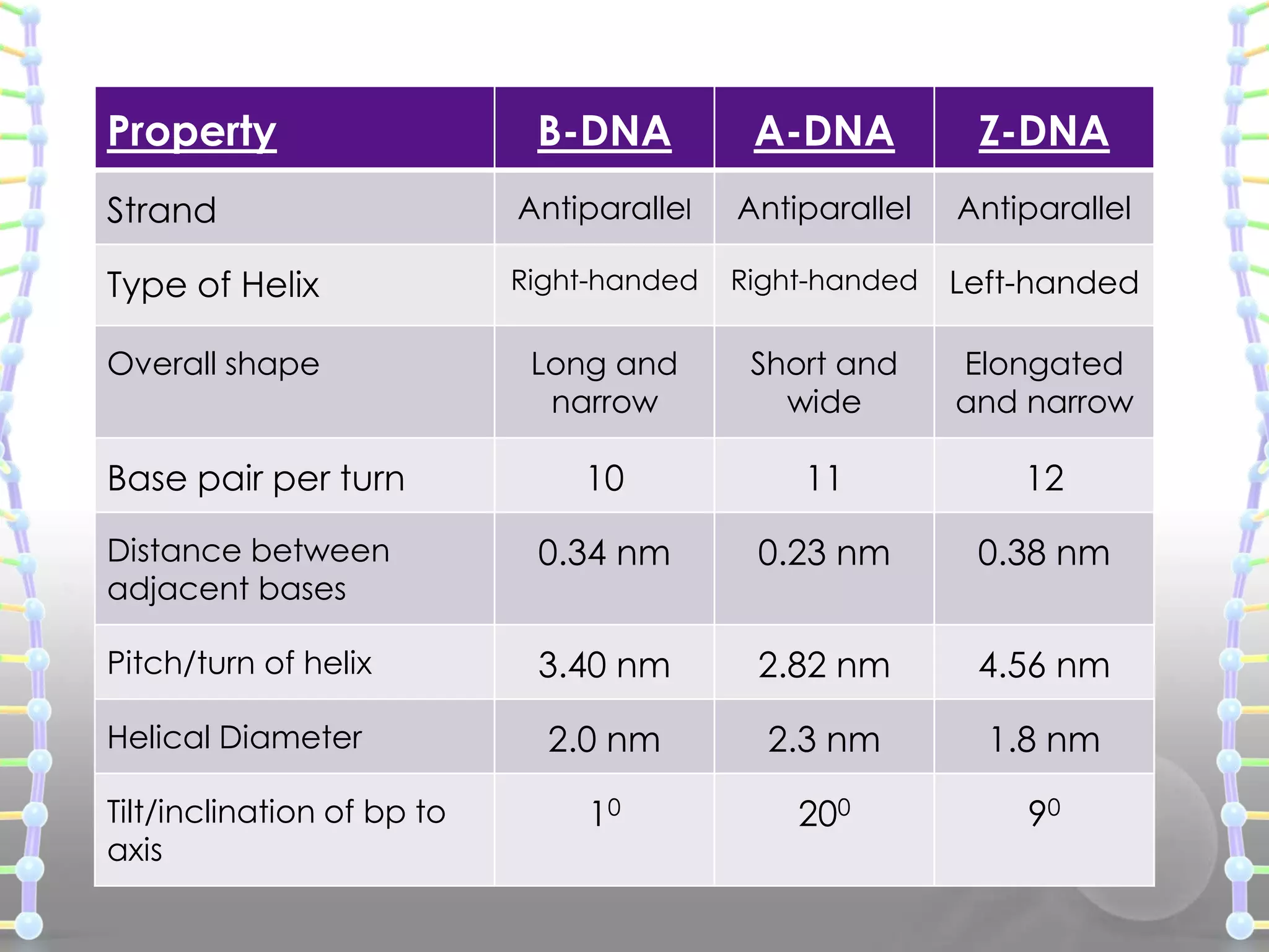 Property

B-DNA

A-DNA

Z-DNA

Strand

Antiparallel

Antiparallel

Antiparallel

Type of Helix

Right-handed

Right-handed

Left-handed

Overall shape

Long and
narrow

Short and
wide

Elongated
and narrow

Base pair per turn

10

11

12

Distance between
adjacent bases

0.34 nm

0.23 nm

0.38 nm

Pitch/turn of helix

3.40 nm

2.82 nm

4.56 nm

Helical Diameter

2.0 nm

2.3 nm

1.8 nm

10

200

90

Tilt/inclination of bp to
axis

 