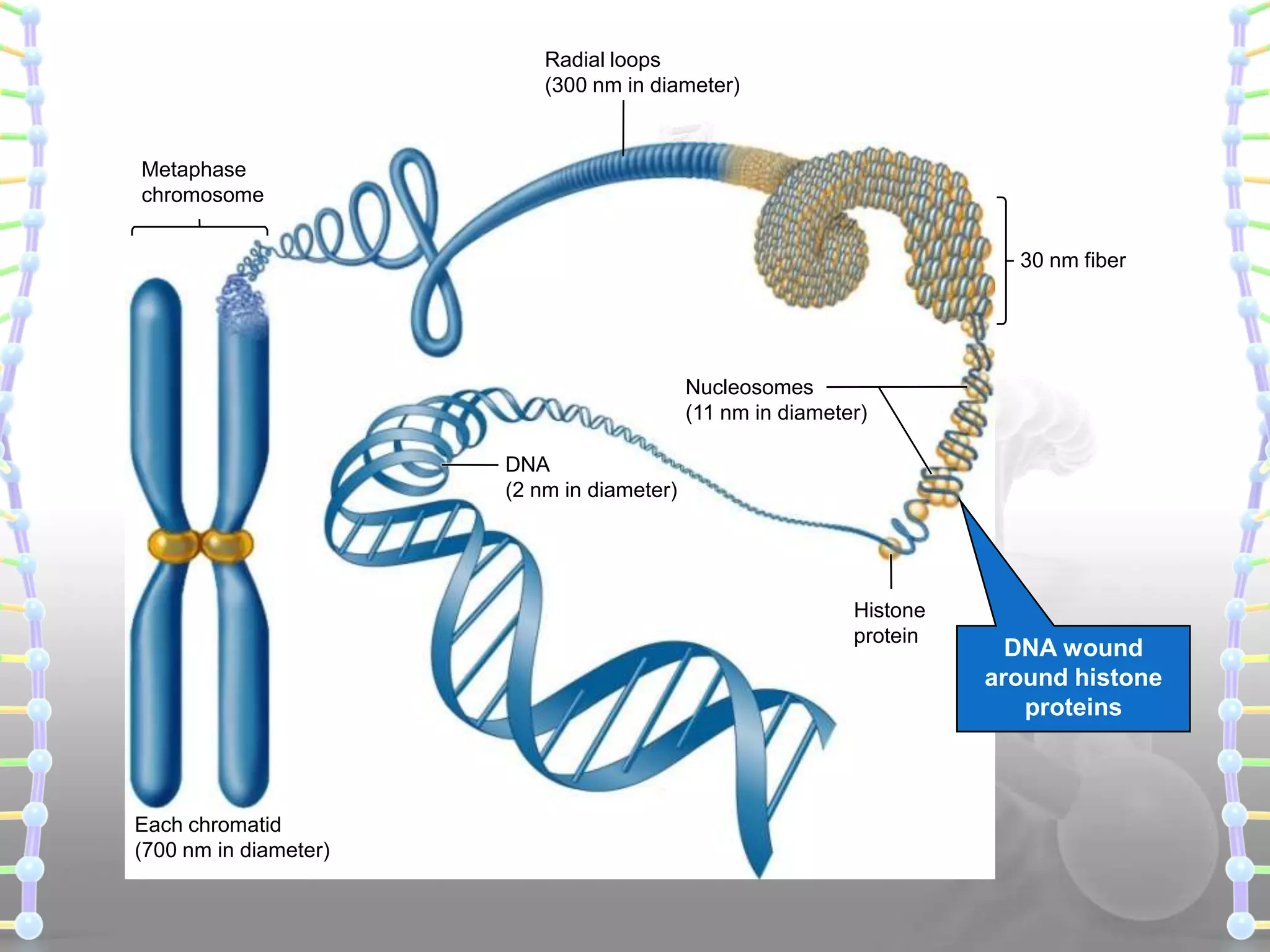 Radial loops
(300 nm in diameter)

Metaphase
chromosome
30 nm fiber

Nucleosomes
(11 nm in diameter)
DNA
(2 nm in diameter)

Histone
protein

Each chromatid
(700 nm in diameter)

DNA wound
around histone
proteins

 