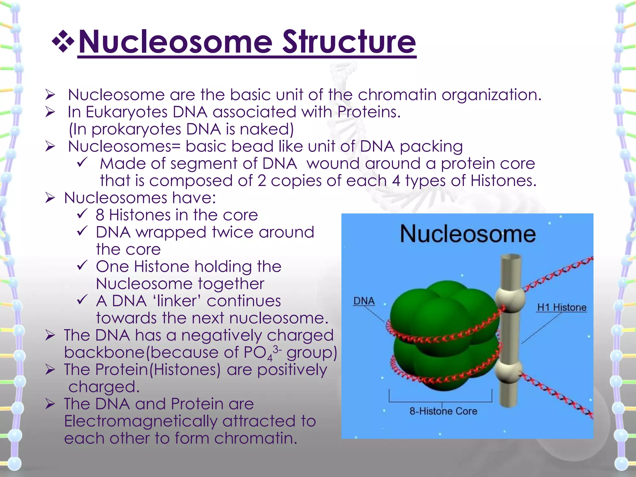 Nucleosome Structure
 Nucleosome are the basic unit of the chromatin organization.
 In Eukaryotes DNA associated with Proteins.
(In prokaryotes DNA is naked)
 Nucleosomes= basic bead like unit of DNA packing
 Made of segment of DNA wound around a protein core
that is composed of 2 copies of each 4 types of Histones.
 Nucleosomes have:
 8 Histones in the core
 DNA wrapped twice around
the core
 One Histone holding the
Nucleosome together
 A DNA ‘linker’ continues
towards the next nucleosome.
 The DNA has a negatively charged
backbone(because of PO43- group)
 The Protein(Histones) are positively
charged.
 The DNA and Protein are
Electromagnetically attracted to
each other to form chromatin.

 