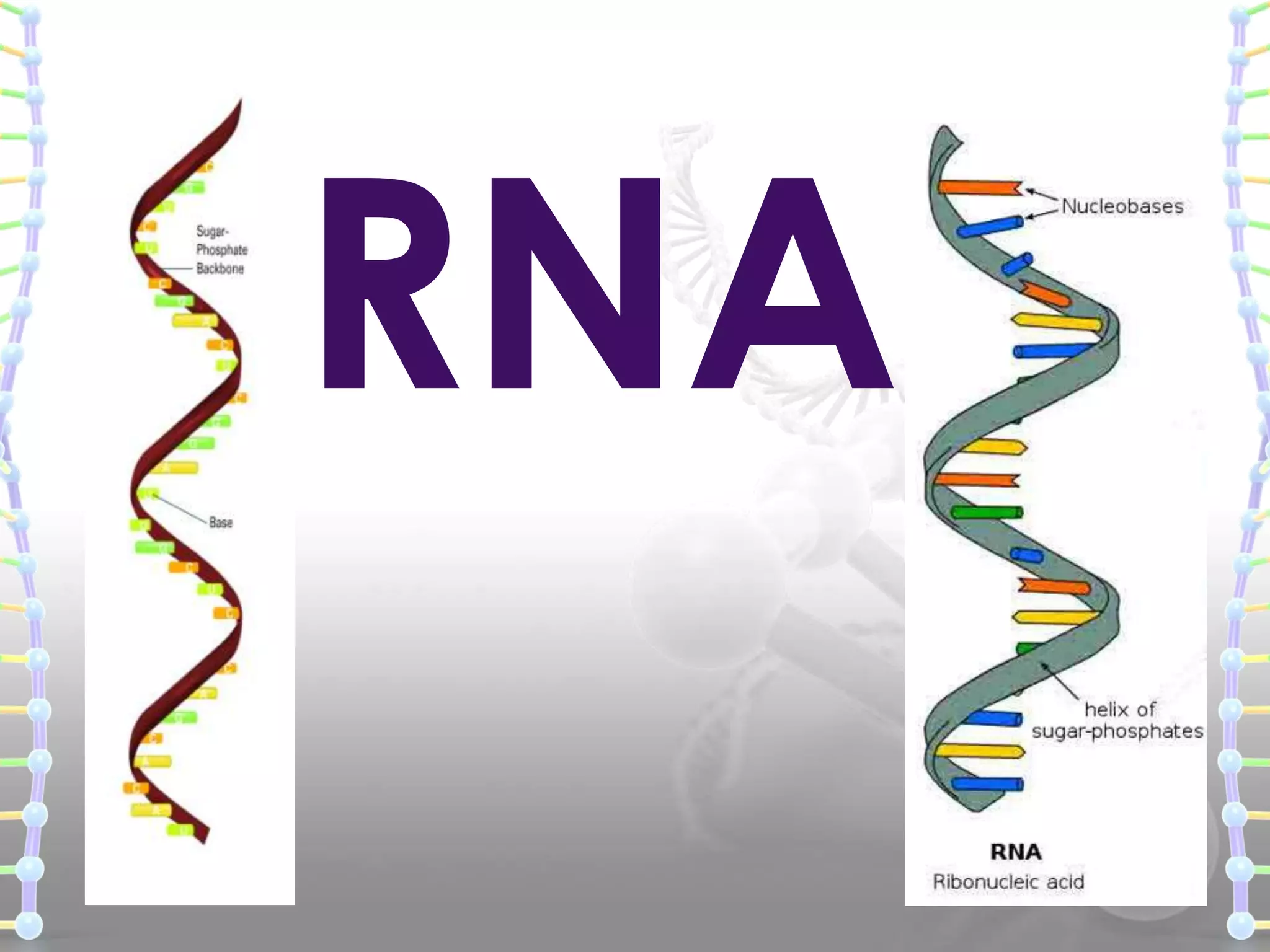 RNA

 