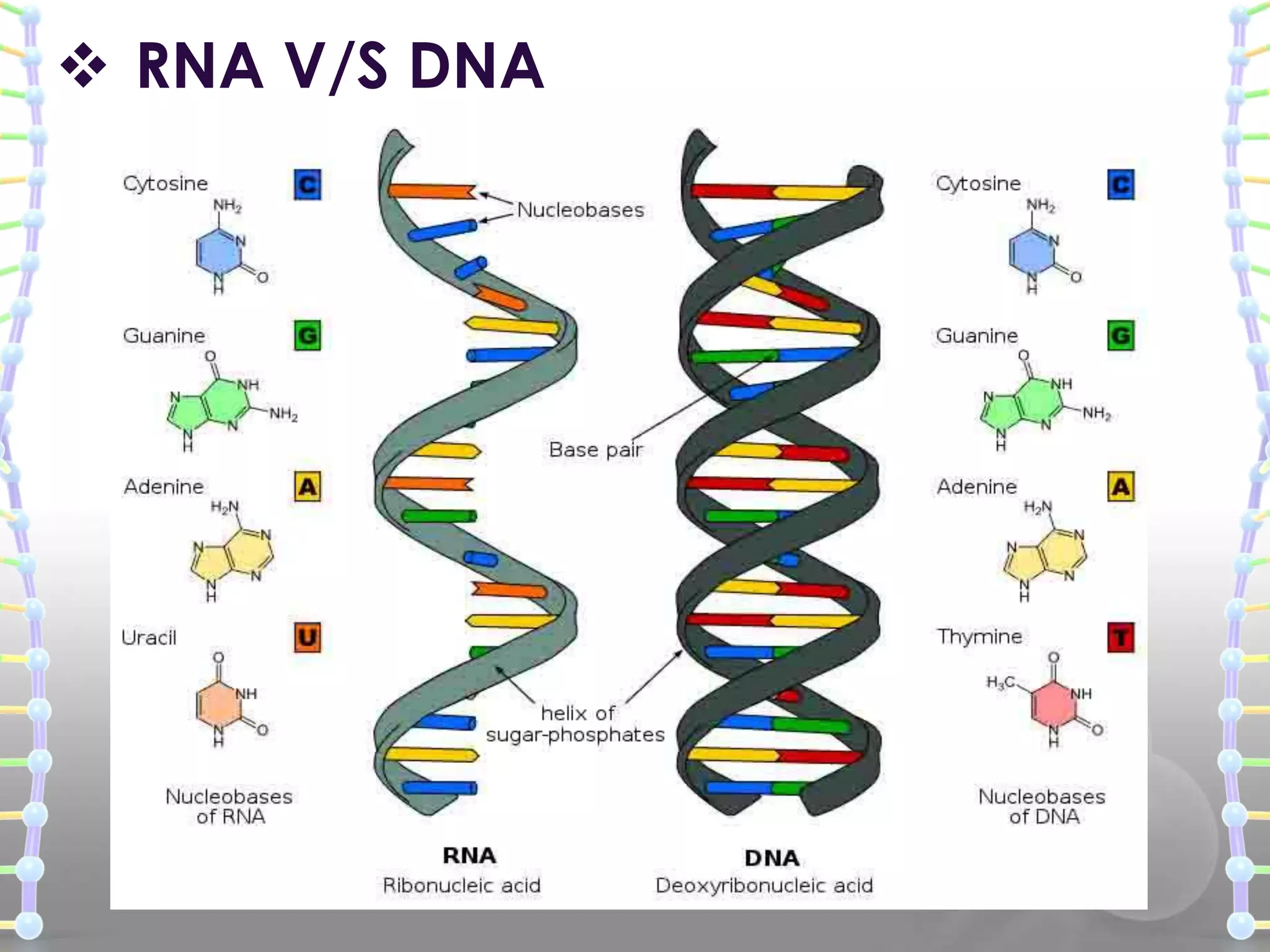  RNA V/S DNA

 