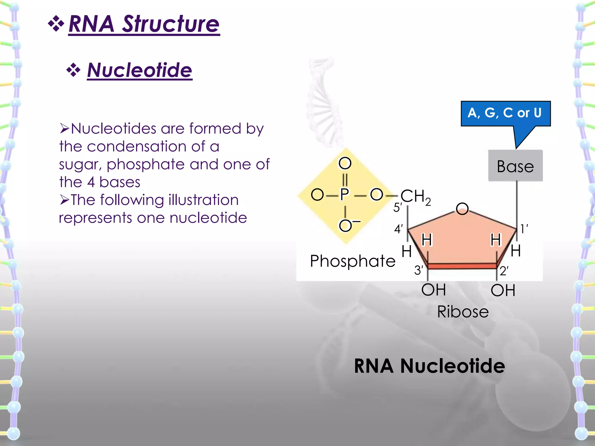 RNA Structure
 Nucleotide
Nucleotides are formed by
the condensation of a
sugar, phosphate and one of
the 4 bases
The following illustration
represents one nucleotide

A, G, C or U

O

Base

O P

O CH2

O–

5′

4′

Phosphate

H

H
3′

O
H

1′

H

2′

OH
OH
Ribose

RNA Nucleotide

 