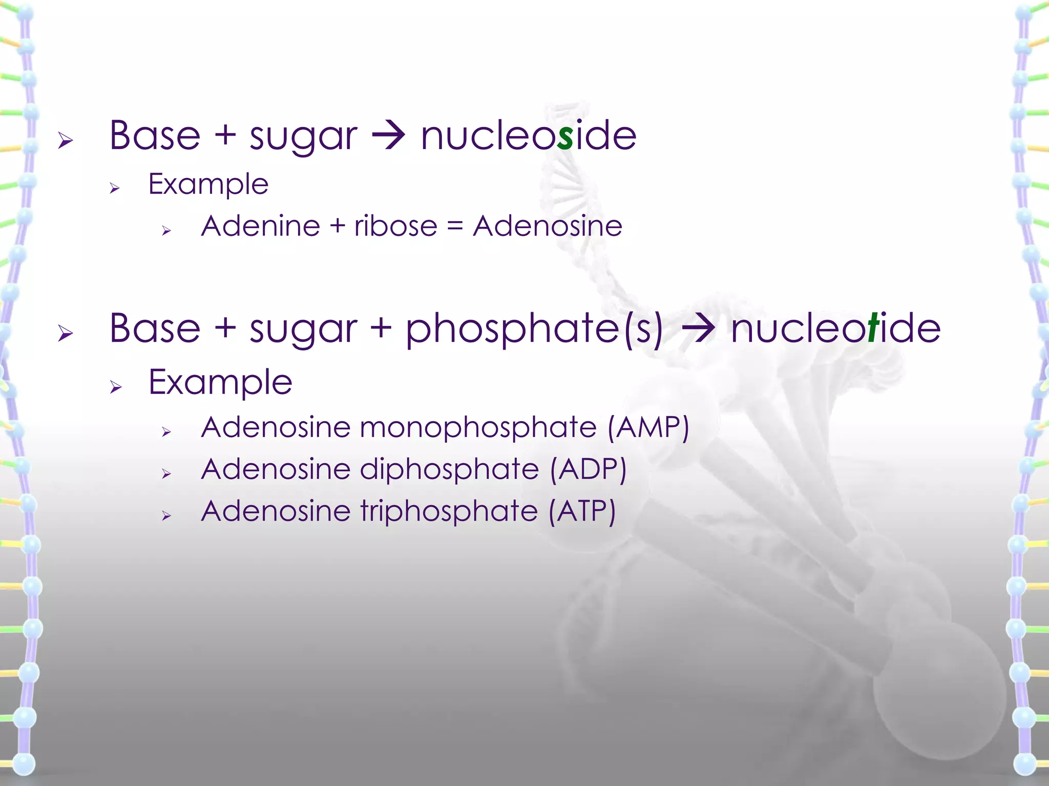 

Base + sugar  nucleoside




Example

Adenine + ribose = Adenosine

Base + sugar + phosphate(s)  nucleotide


Example




Adenosine monophosphate (AMP)
Adenosine diphosphate (ADP)
Adenosine triphosphate (ATP)

 