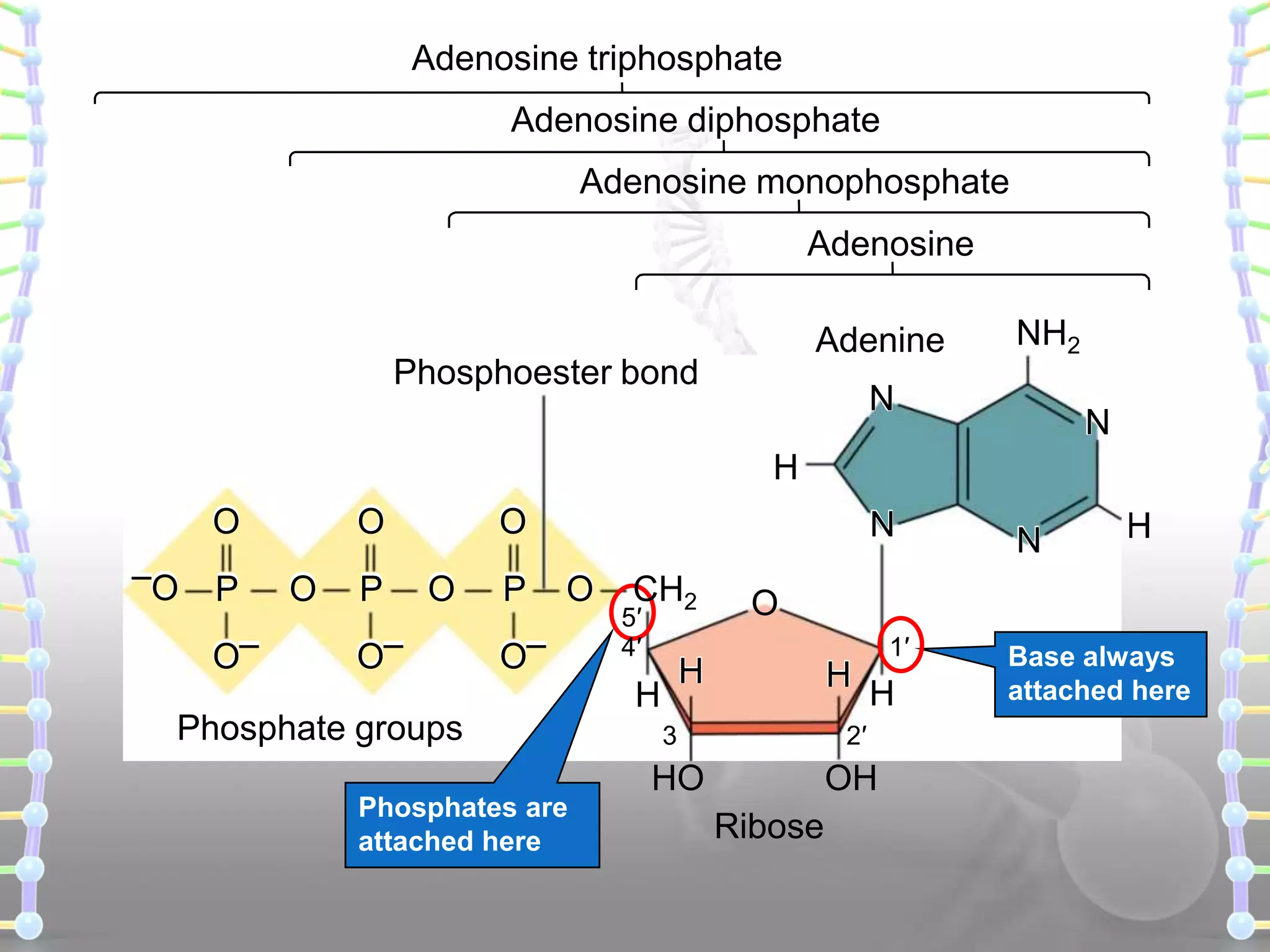 Adenosine triphosphate
Adenosine diphosphate
Adenosine monophosphate
Adenosine
Adenine

Phosphoester bond

NH2

N

N

H
O
–O

P
O–

O
O

P

O
O

O–

P

N
O

O–

CH2

5′
4′

Phosphate groups
Phosphates are
attached here

O

H

H

N

H

1′

H

2′

3

HO

OH
Ribose

Base always
attached here

 