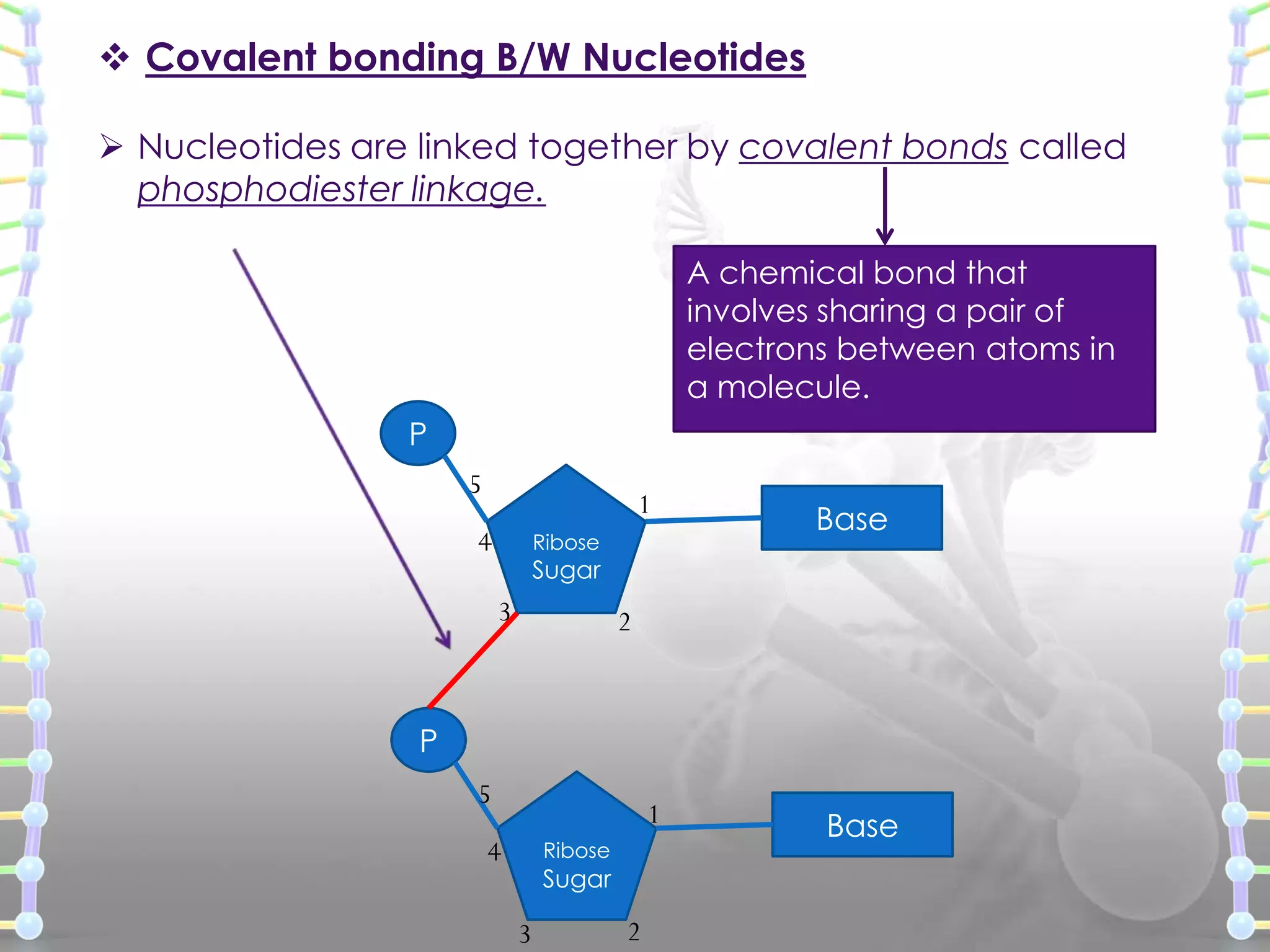  Covalent bonding B/W Nucleotides
 Nucleotides are linked together by covalent bonds called
phosphodiester linkage.
A chemical bond that
involves sharing a pair of
electrons between atoms in
a molecule.
P
5

1

4

Ribose

Base

Sugar

3

2

P
5

1

4

Ribose

Sugar

3

2

Base

 