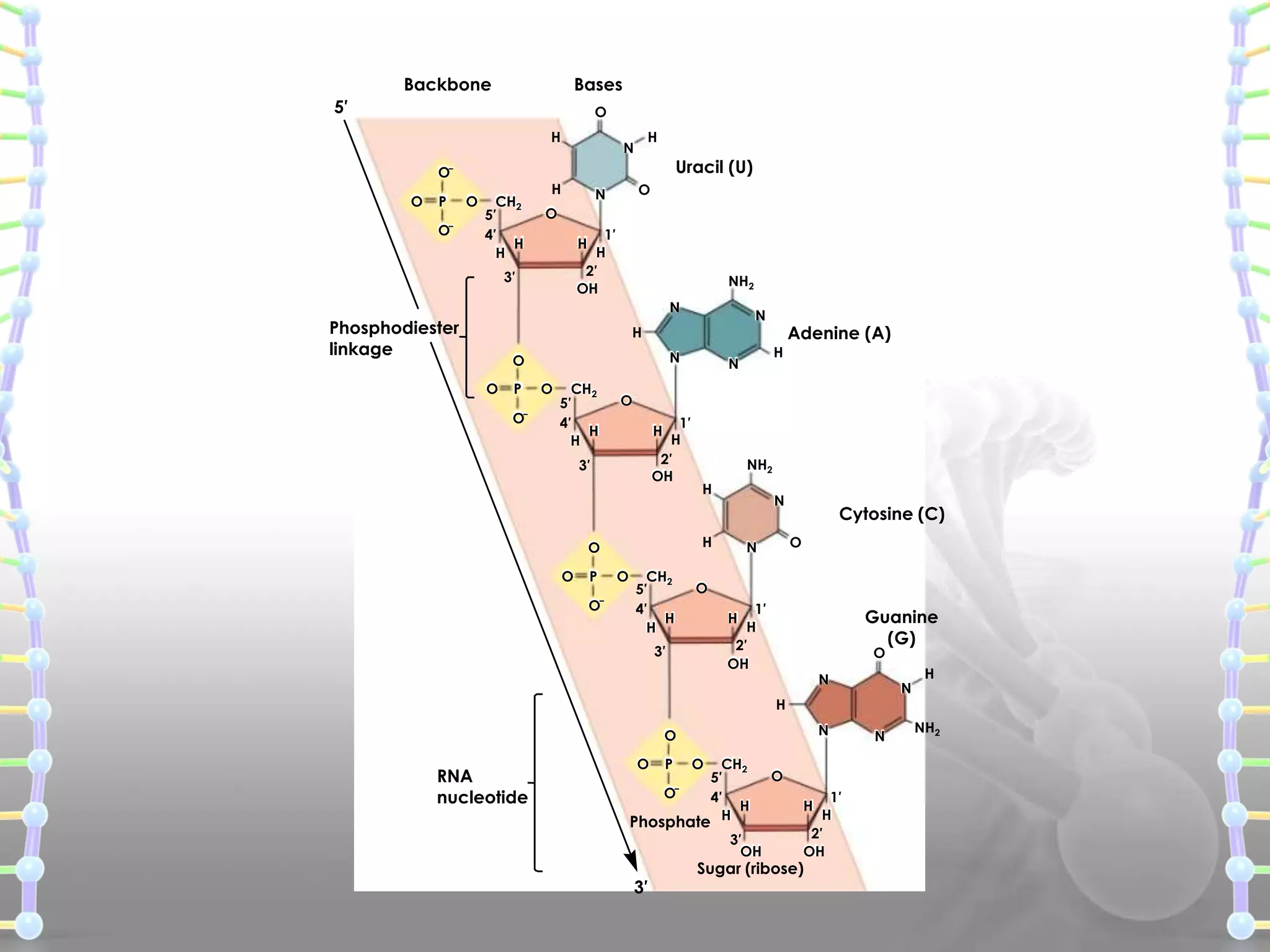 Backbone

Bases

5′

O
H
O–
O

P
O–

O

CH2
5′
4′
H
H

H

N

H

Uracil (U)
O

N

O
1′
H
2′
OH
H

3′

NH2

N

Phosphodiester
linkage

N

H
N

O
O

P
O–

O

CH2
5′
4′
H
H

N

O
1′
H
2′
OH
H

3′

P

O
–

O

NH2
H

N

H

O
O

Adenine (A)
H

CH2
5′
4′
H
H

Cytosine (C)
O

N

O
1′
H
2′
OH

Guanine
(G)

H

3′

O

N

N

H
N

O

RNA
nucleotide

O

P

O

CH2
5′
O
4′
H
Phosphate H
–

3′
OH

3′

O
1′
H
2′
OH
H

Sugar (ribose)

N

H

NH2

 