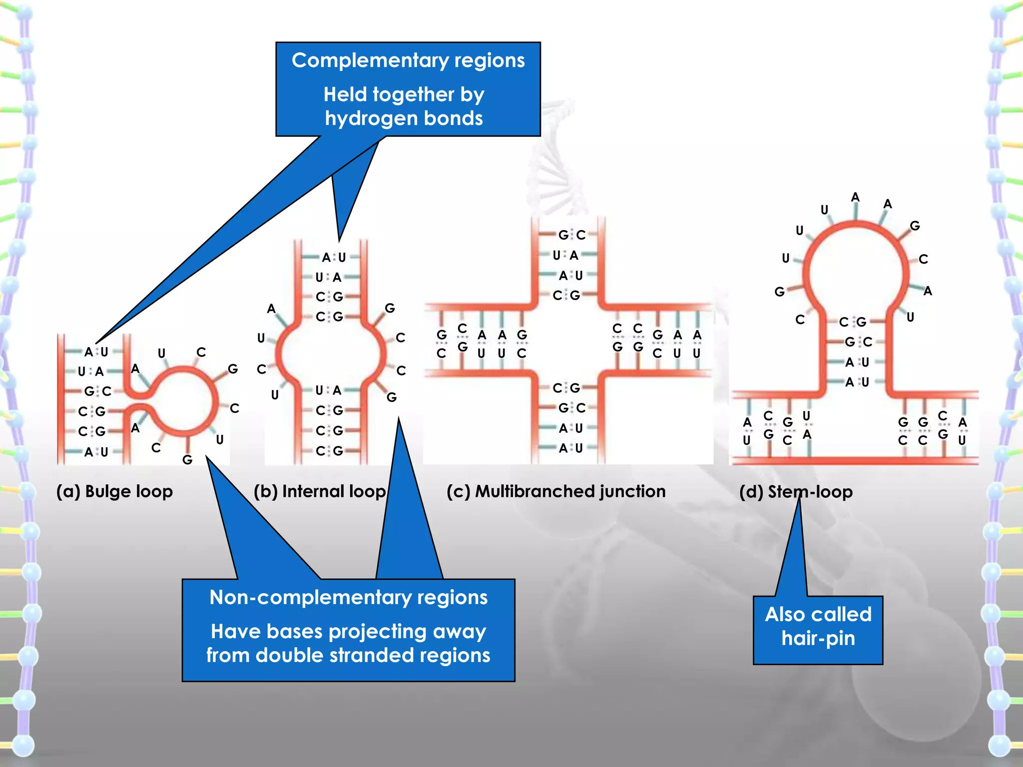 Complementary regions
Held together by
hydrogen bonds

U
U A

U A
A
A U
U A

A

G

G C
C

C G

C G
A U

A
C

(a) Bulge loop

U
G

C G

C G

G

U

C

U

U

C

A U

C G

C

C

C
G
A A G
C G U U C

A

G
C C
G A A
G G C U U

C

C
U

A
G

U

G C
A U

A

U A
C G

G C

C G

A U

C G

A U

(b) Internal loop

(c) Multibranched junction

Non-complementary regions
Have bases projecting away
from double stranded regions

U

G C
A U
A U

C G

G

C G

C
U
A
G
U G C A

(d) Stem-loop

Also called
hair-pin

C
G G
A
C C G U

 