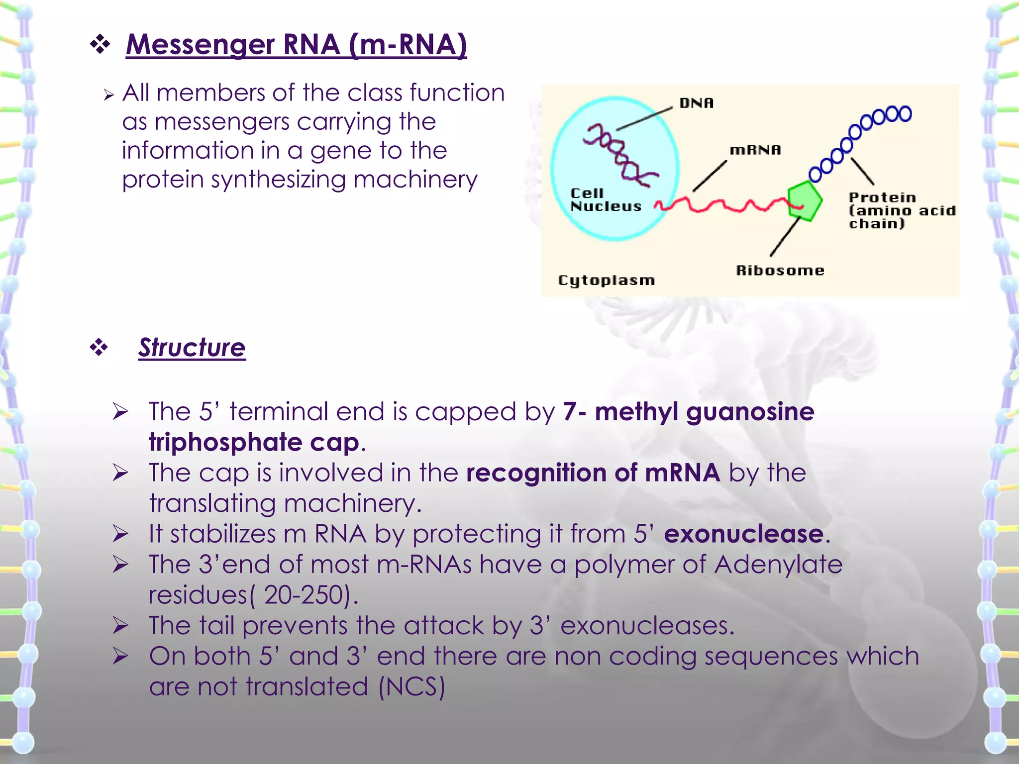  Messenger RNA (m-RNA)




All members of the class function
as messengers carrying the
information in a gene to the
protein synthesizing machinery

Structure
 The 5’ terminal end is capped by 7- methyl guanosine
triphosphate cap.
 The cap is involved in the recognition of mRNA by the
translating machinery.
 It stabilizes m RNA by protecting it from 5’ exonuclease.
 The 3’end of most m-RNAs have a polymer of Adenylate
residues( 20-250).
 The tail prevents the attack by 3’ exonucleases.
 On both 5’ and 3’ end there are non coding sequences which
are not translated (NCS)

 