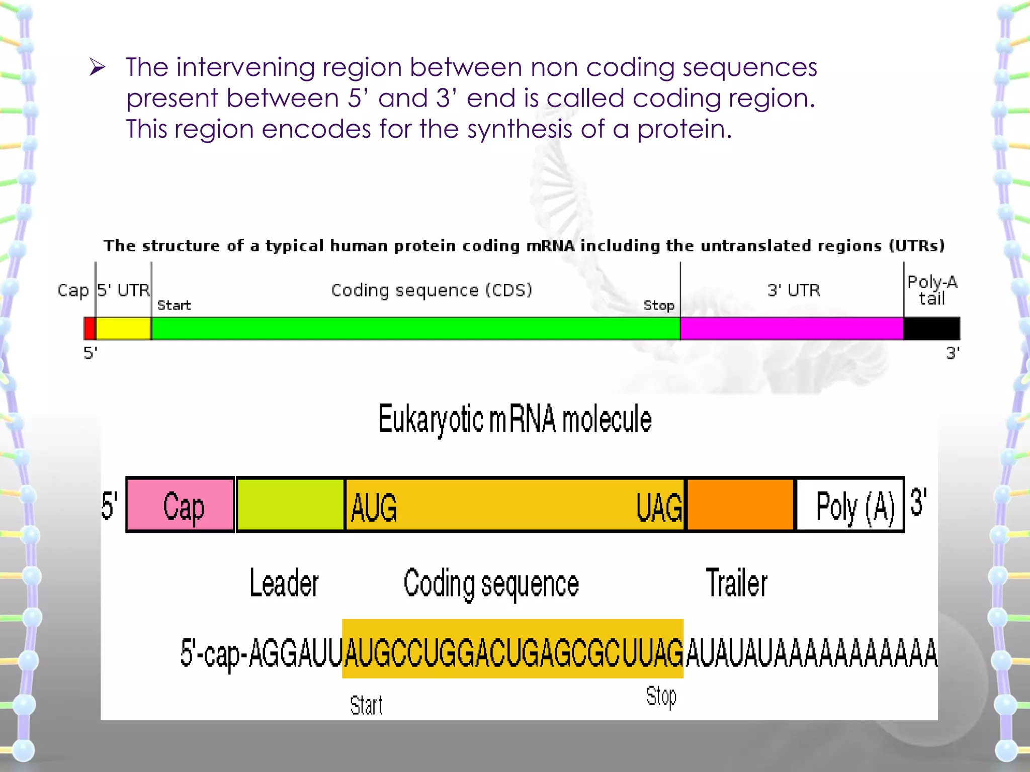  The intervening region between non coding sequences
present between 5’ and 3’ end is called coding region.
This region encodes for the synthesis of a protein.

 