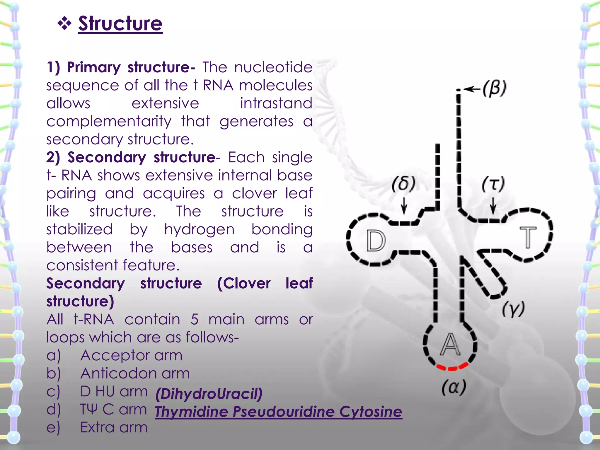  Structure
1) Primary structure- The nucleotide
sequence of all the t RNA molecules
allows
extensive
intrastand
complementarity that generates a
secondary structure.
2) Secondary structure- Each single
t- RNA shows extensive internal base
pairing and acquires a clover leaf
like structure. The structure is
stabilized by hydrogen bonding
between the bases and is a
consistent feature.
Secondary structure (Clover leaf
structure)
All t-RNA contain 5 main arms or
loops which are as followsa) Acceptor arm
b) Anticodon arm
c) D HU arm (DihydroUracil)
d) TΨ C arm Thymidine Pseudouridine Cytosine
e) Extra arm

 
