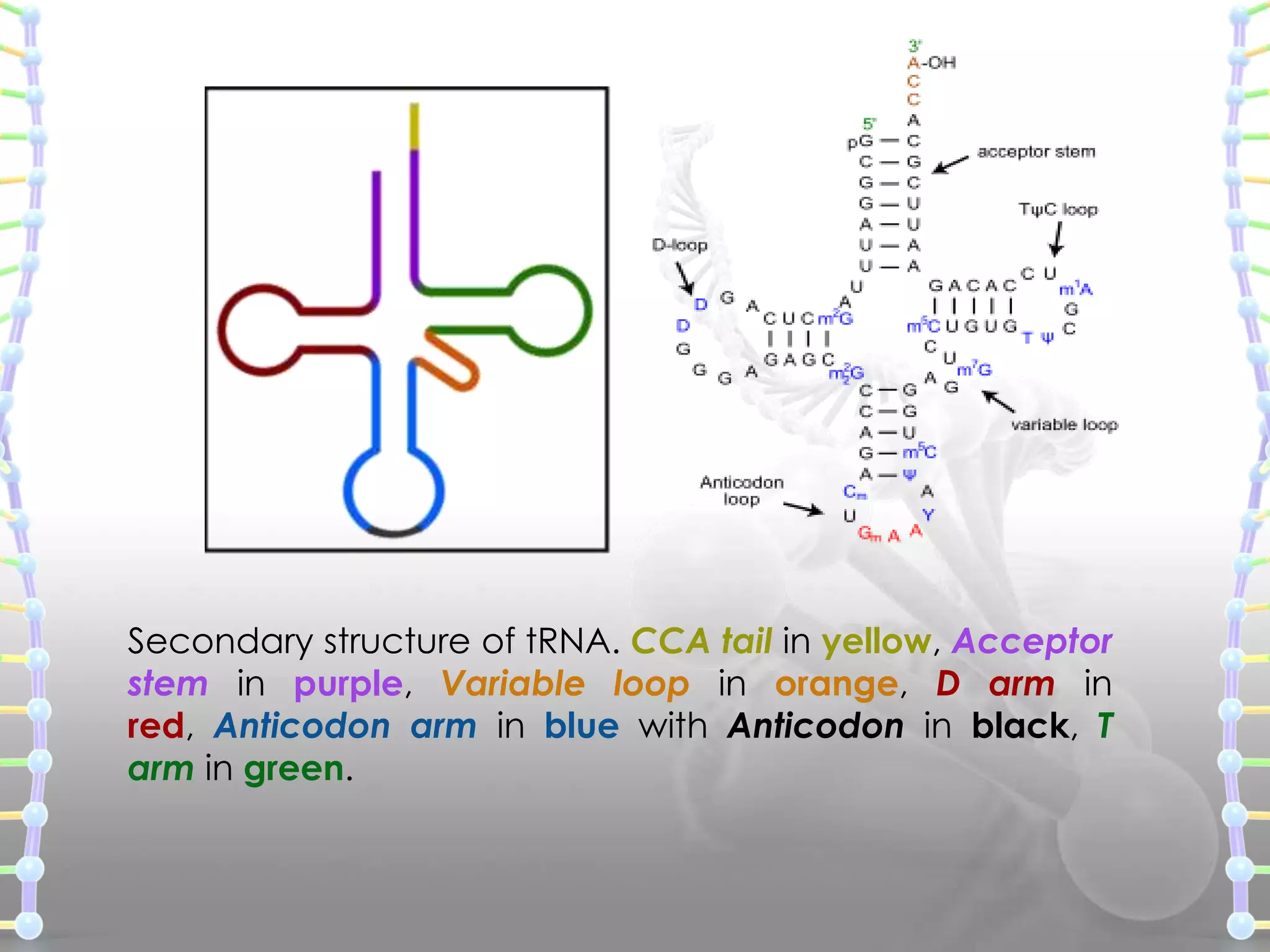 Secondary structure of tRNA. CCA tail in yellow, Acceptor
stem in purple, Variable loop in orange, D arm in
red, Anticodon arm in blue with Anticodon in black, T
arm in green.

 