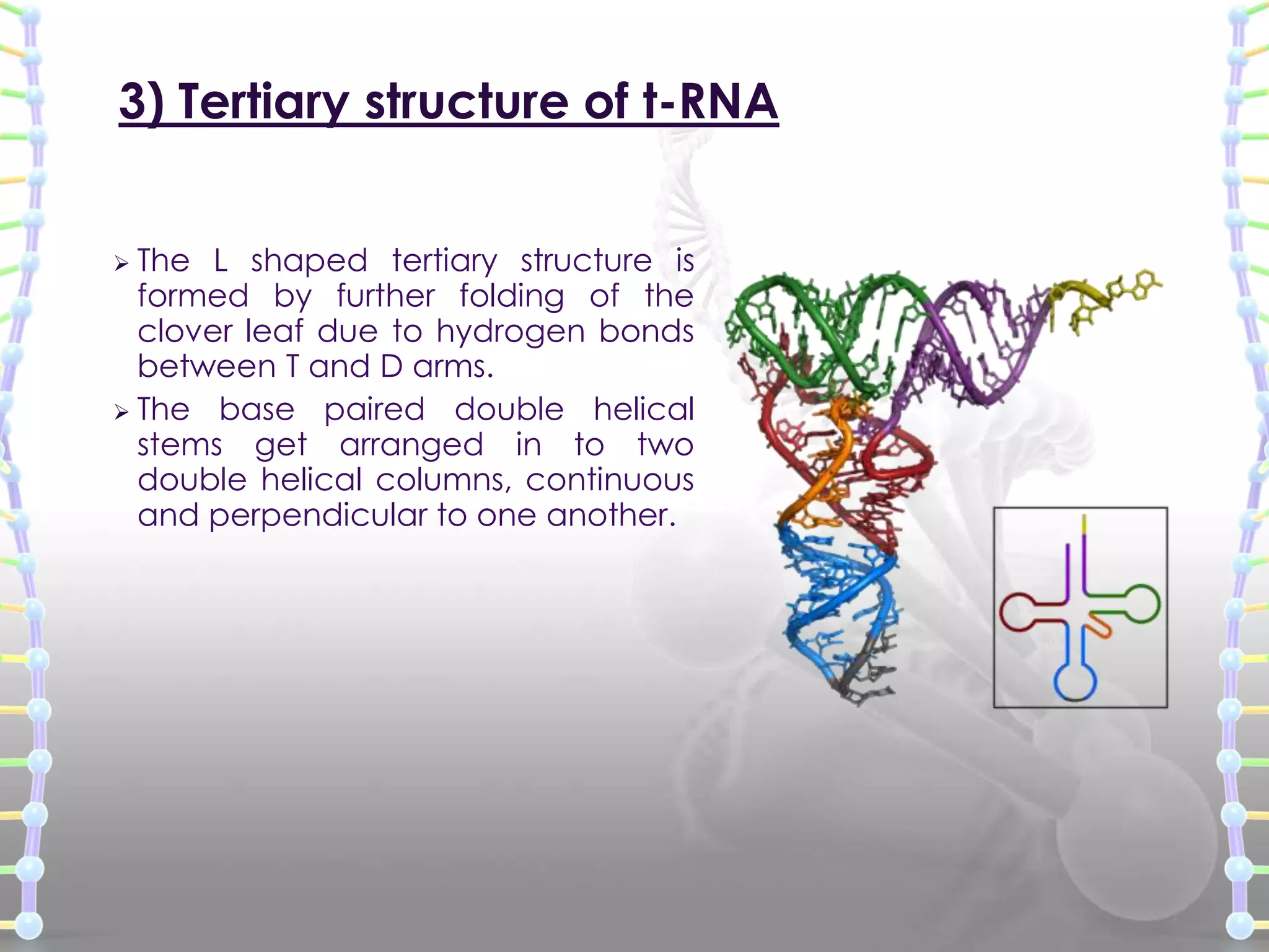 3) Tertiary structure of t-RNA
 The

L shaped tertiary structure is
formed by further folding of the
clover leaf due to hydrogen bonds
between T and D arms.
 The base paired double helical
stems get arranged in to two
double helical columns, continuous
and perpendicular to one another.

 