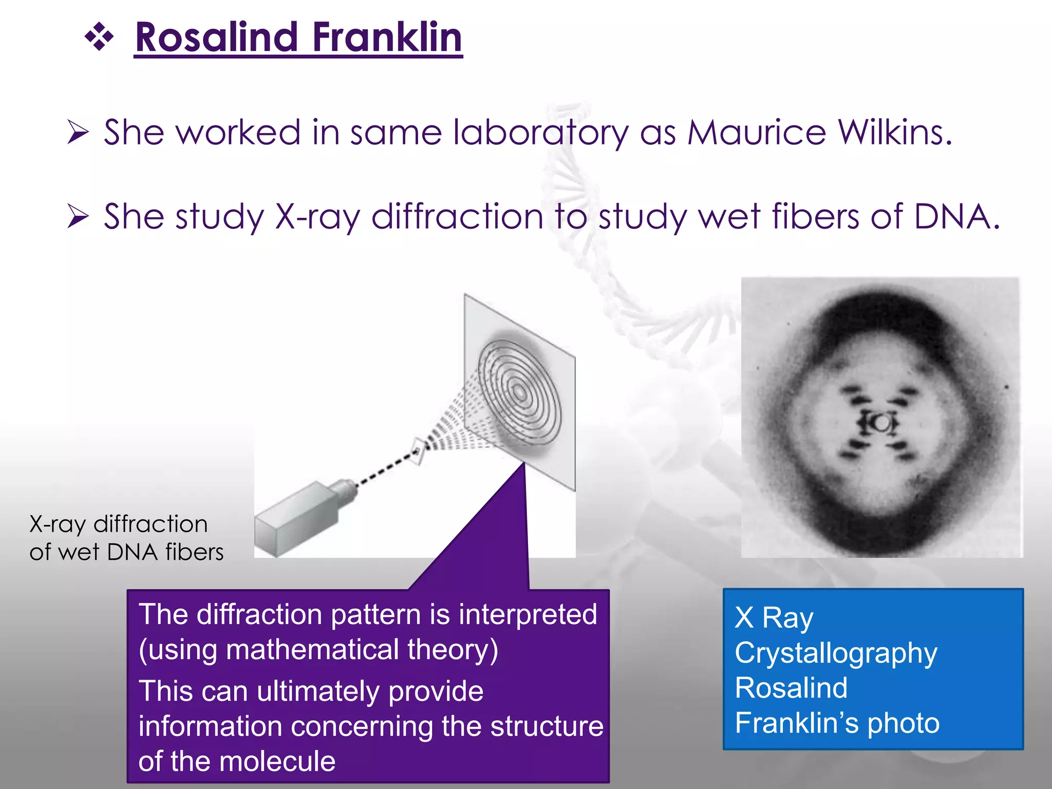  Rosalind Franklin
 She worked in same laboratory as Maurice Wilkins.
 She study X-ray diffraction to study wet fibers of DNA.

X-ray diffraction
of wet DNA fibers

The diffraction pattern is interpreted
(using mathematical theory)
This can ultimately provide
information concerning the structure
of the molecule

X Ray
Crystallography
Rosalind
Franklin’s photo

 