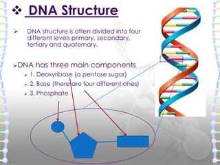 Secondary structure 2024 of dna ppt