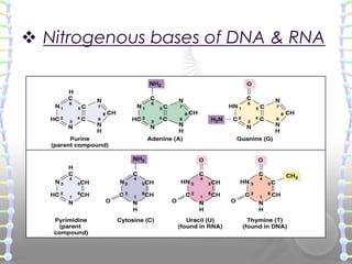  Nitrogenous bases of DNA & RNA

 