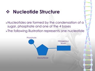  Nucleotide Structure
Nucleotides

are formed by the condensation of a
sugar, phosphate and one of the 4 bases
The foll...
