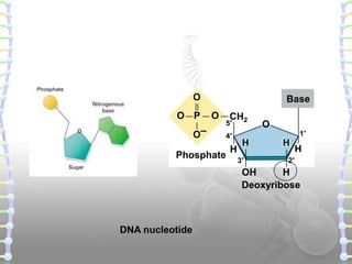 O
O P
O–

Base
O

CH2

5′
4′

Phosphate

H

H
3′

O

1′

H

H

2′

OH
H
Deoxyribose

DNA nucleotide

 