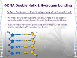 DNA Double Helix & Hydrogen bonding
Salient features of the Double-helix structure of DNA:
 It is made of two polynucleo...