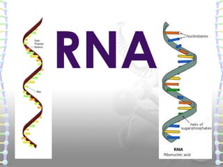  RNA exists in several different single-stranded structures, most of
which are directly or indirectly involved in protein...