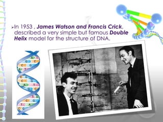 In

1953 , James Watson and Francis Crick,
described a very simple but famous Double
Helix model for the structure of DNA...