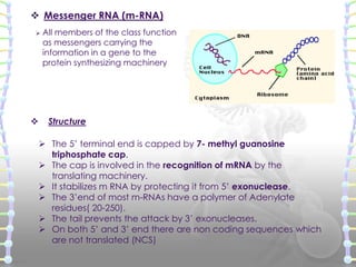  Heterogeneous nuclear RNA (hnRNA) [Precursor mRNA]

 In mammalian nuclei , hnRNA is the immediate
product of gene trans...