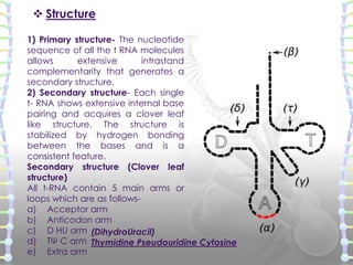 3) Tertiary structure of t-RNA
 The

L shaped tertiary structure is
formed by further folding of the
clover leaf due to h...
