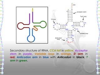  Ribosomal RNA (rRNA)
 Ribosomal

ribonucleic acid (rRNA) is the RNA component of
the ribosome, and is essential for pro...