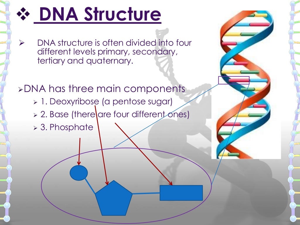 Structure of dna and rna