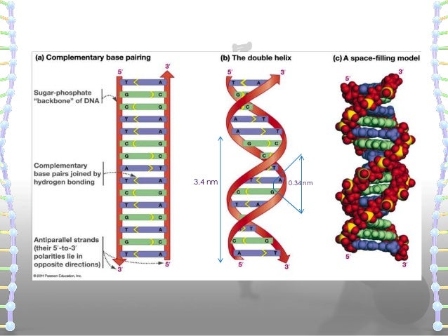 Structure Of Dna And Rna