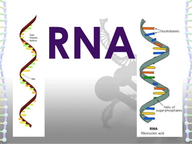 Structure Of Dna And Rna Structure Of Dna And Rna